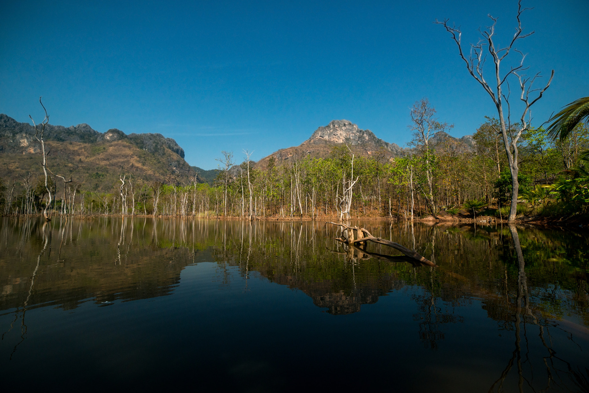 Samyang 14mm F2.8 ED AS IF UMC sample photo. Lake of the dead trees photography