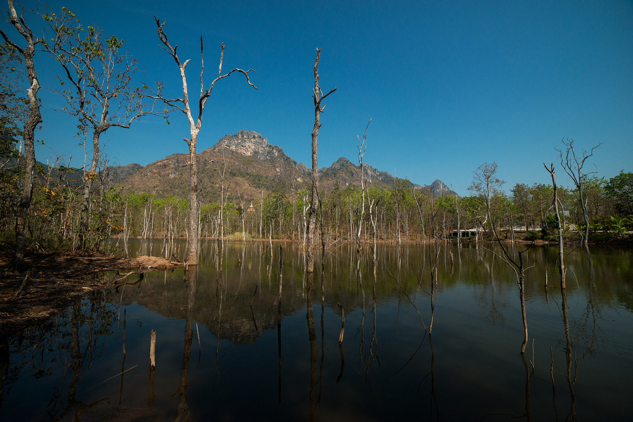 Nikon D800E + Samyang 14mm F2.8 ED AS IF UMC sample photo. Lake of the dead trees photography