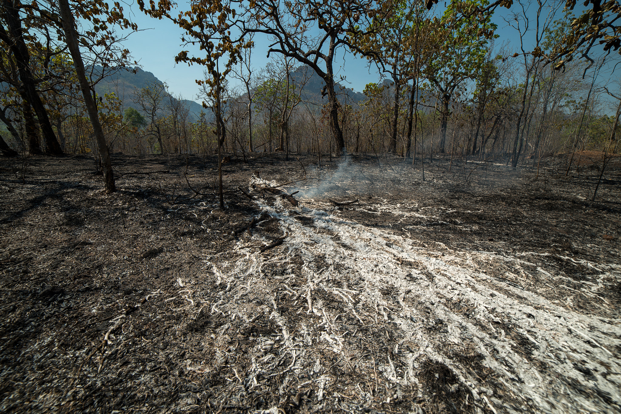 Samyang 14mm F2.8 ED AS IF UMC sample photo. Burnt forest and land photography