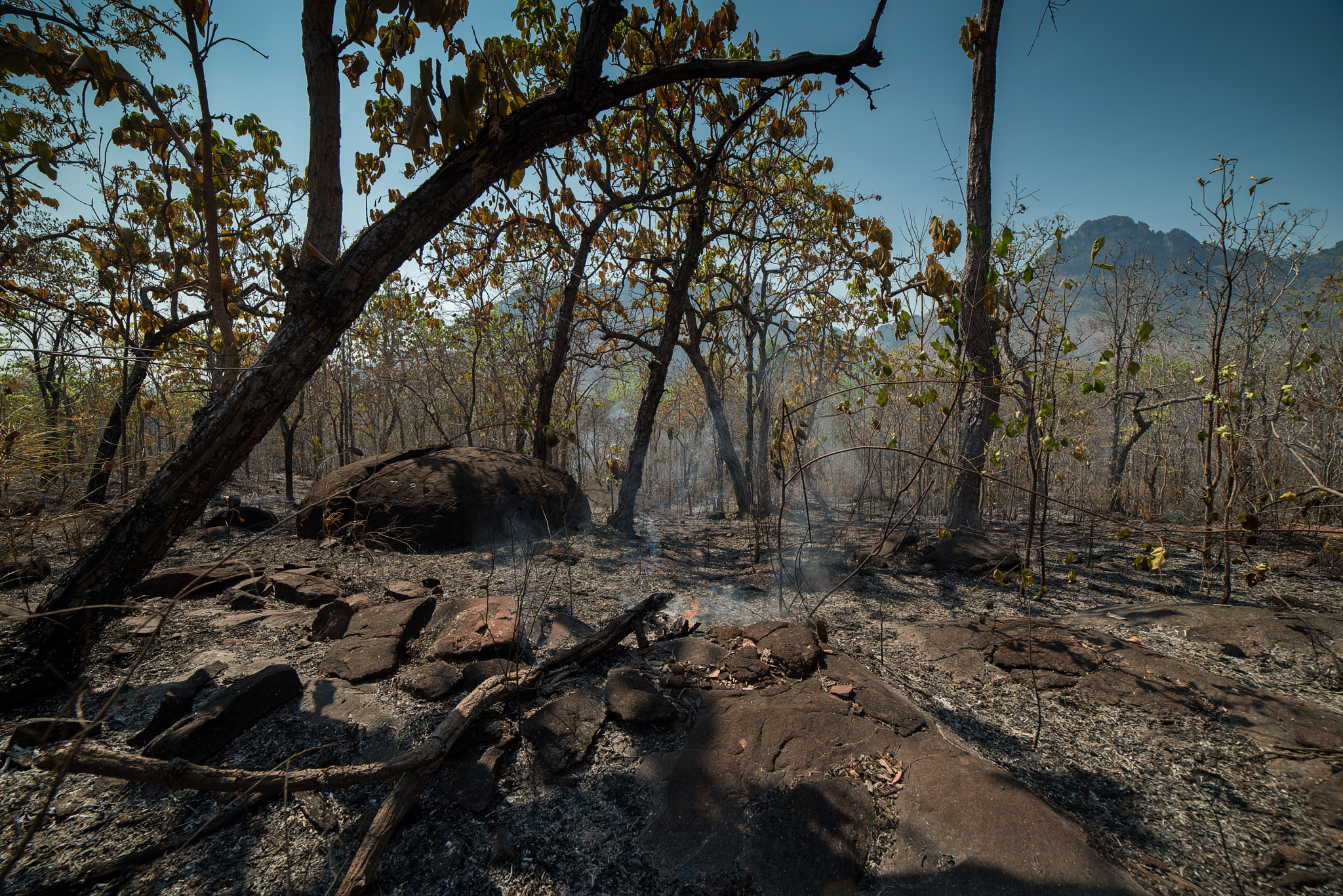 Nikon D800E + Samyang 14mm F2.8 ED AS IF UMC sample photo. Burnt forest and land photography