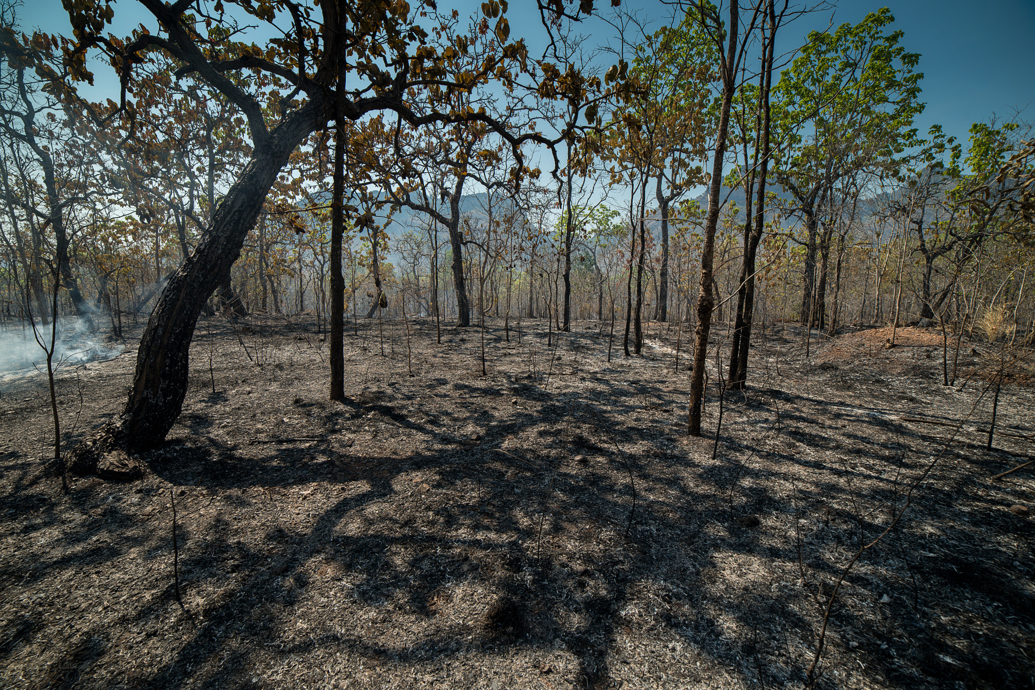 Nikon D800E + Samyang 14mm F2.8 ED AS IF UMC sample photo. Burnt forest and land photography