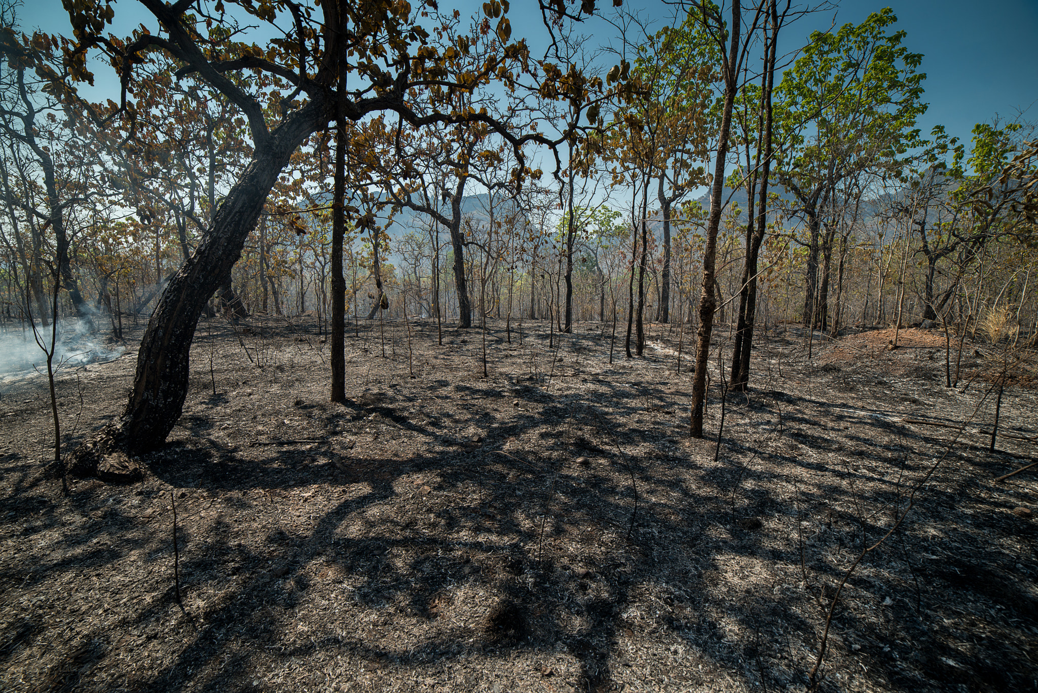 Samyang 14mm F2.8 ED AS IF UMC sample photo. Burnt forest and land photography
