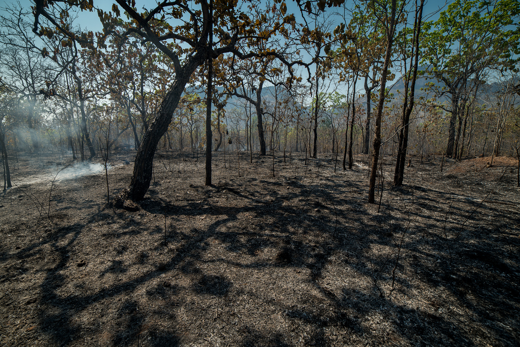 Samyang 14mm F2.8 ED AS IF UMC sample photo. Burnt forest and land photography