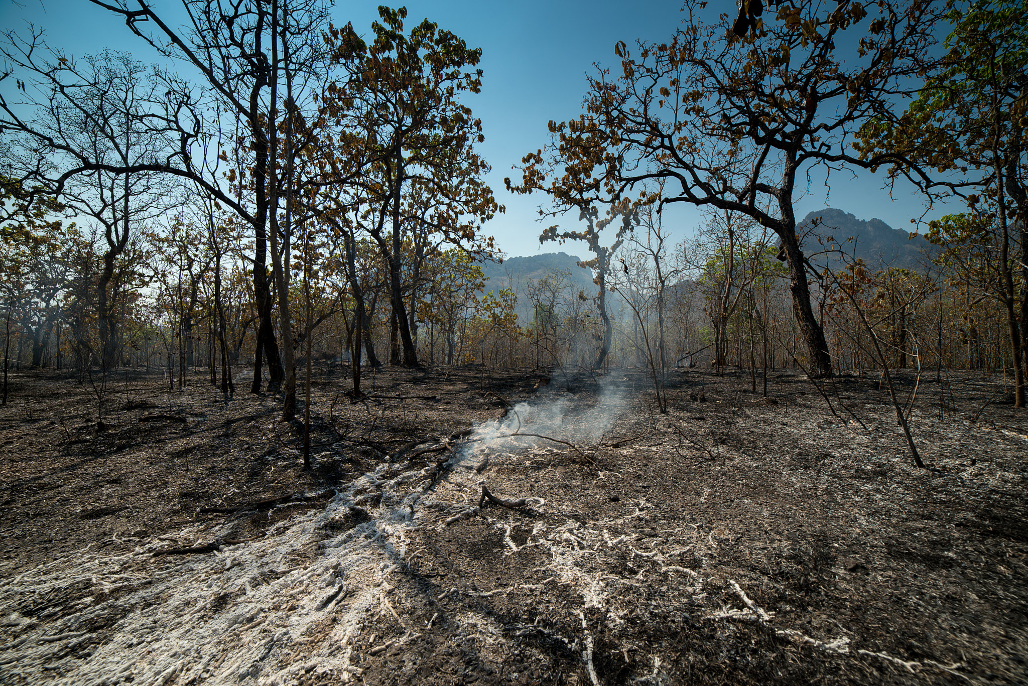 Samyang 14mm F2.8 ED AS IF UMC sample photo. Burnt forest and land photography