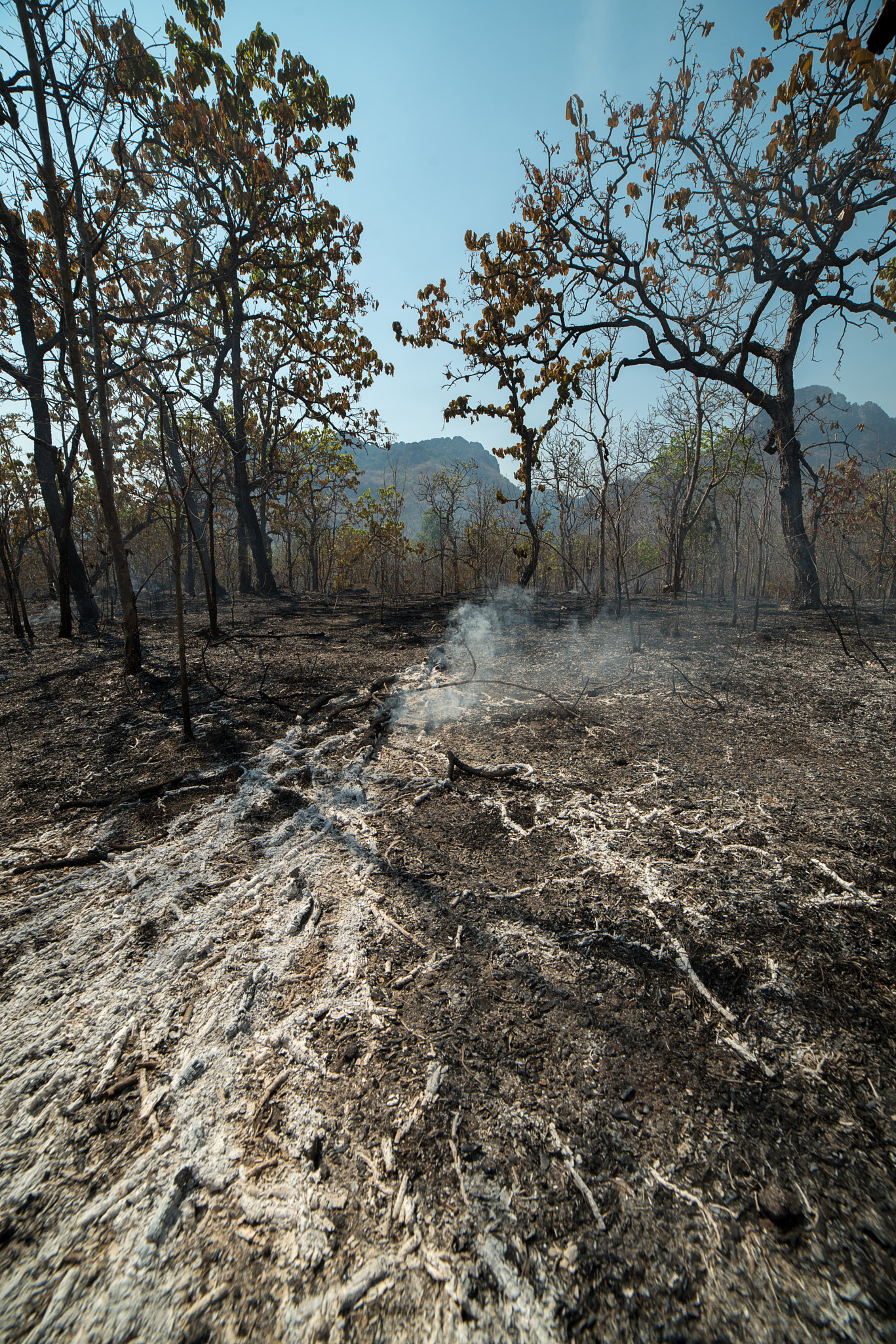 Samyang 14mm F2.8 ED AS IF UMC sample photo. Burnt forest and land photography
