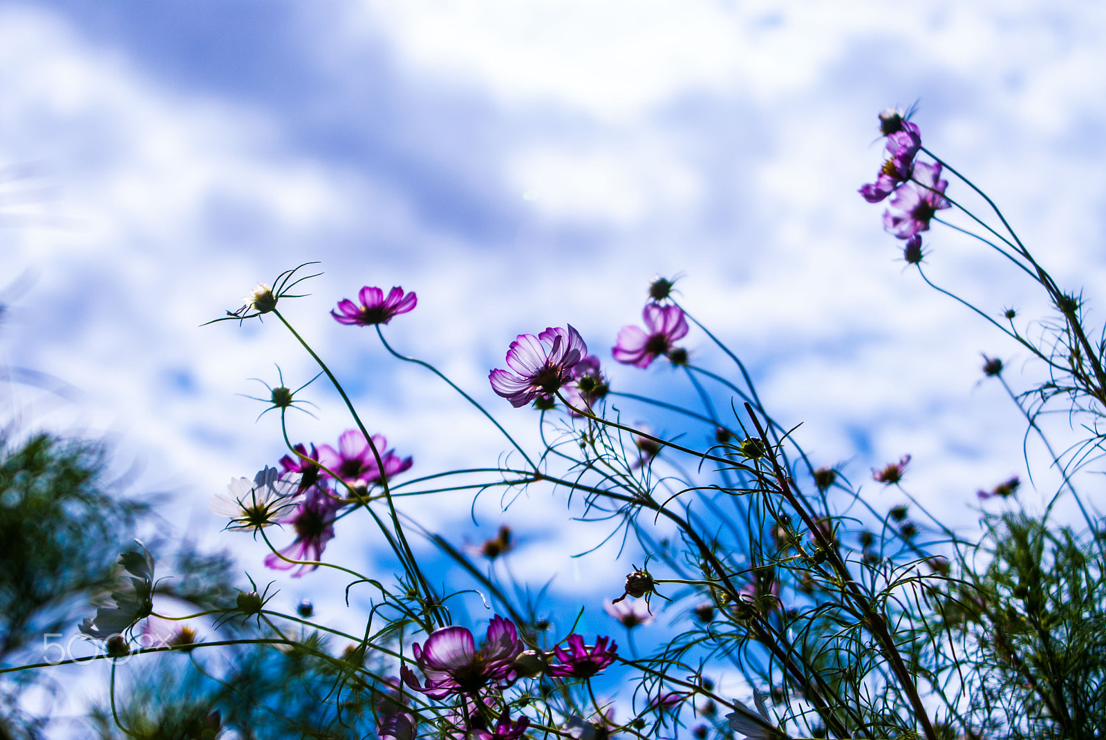 Nikon D200 sample photo. Cosmos and cloud photography