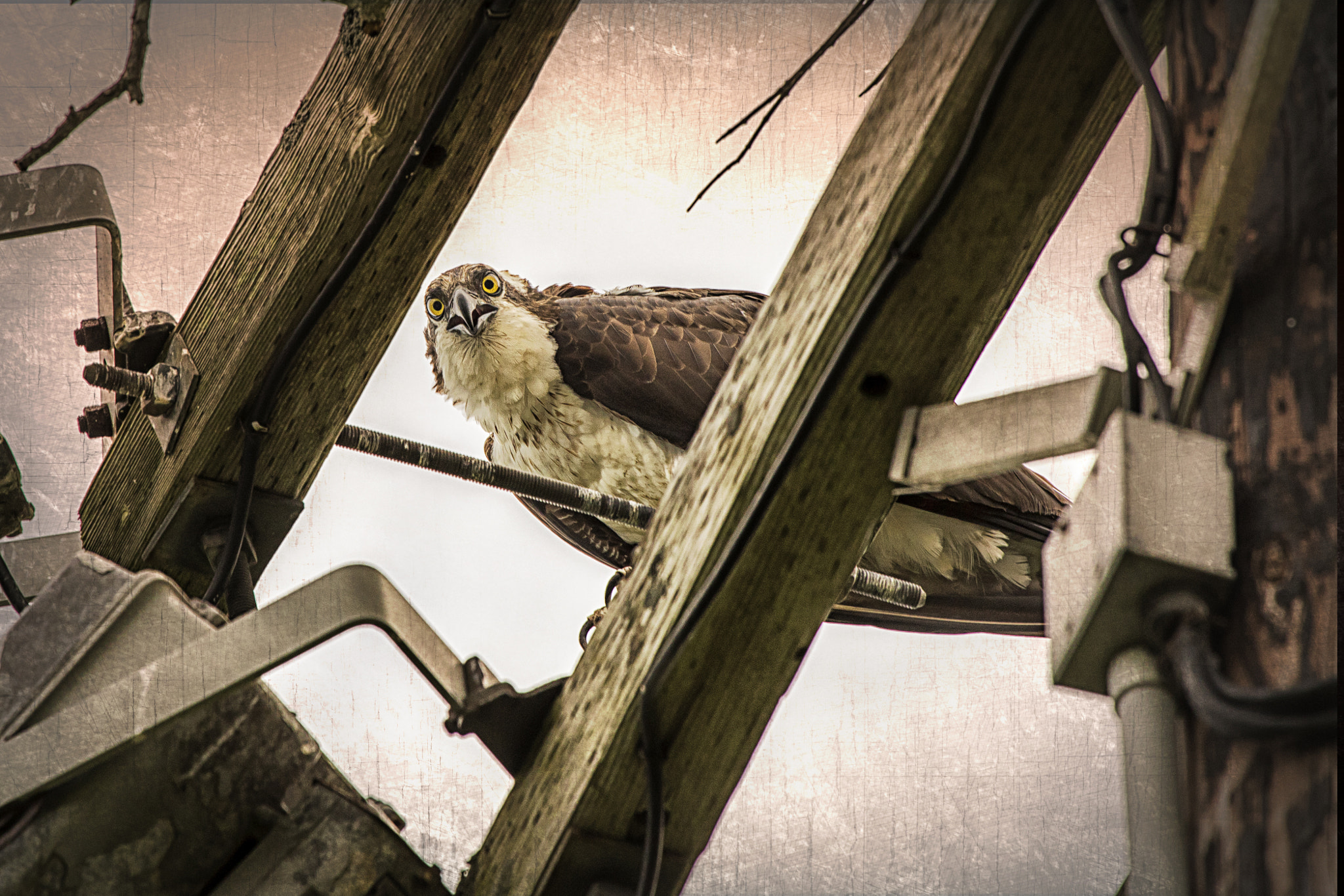 Canon EF 100-400mm F4.5-5.6L IS USM sample photo. Osprey look photography