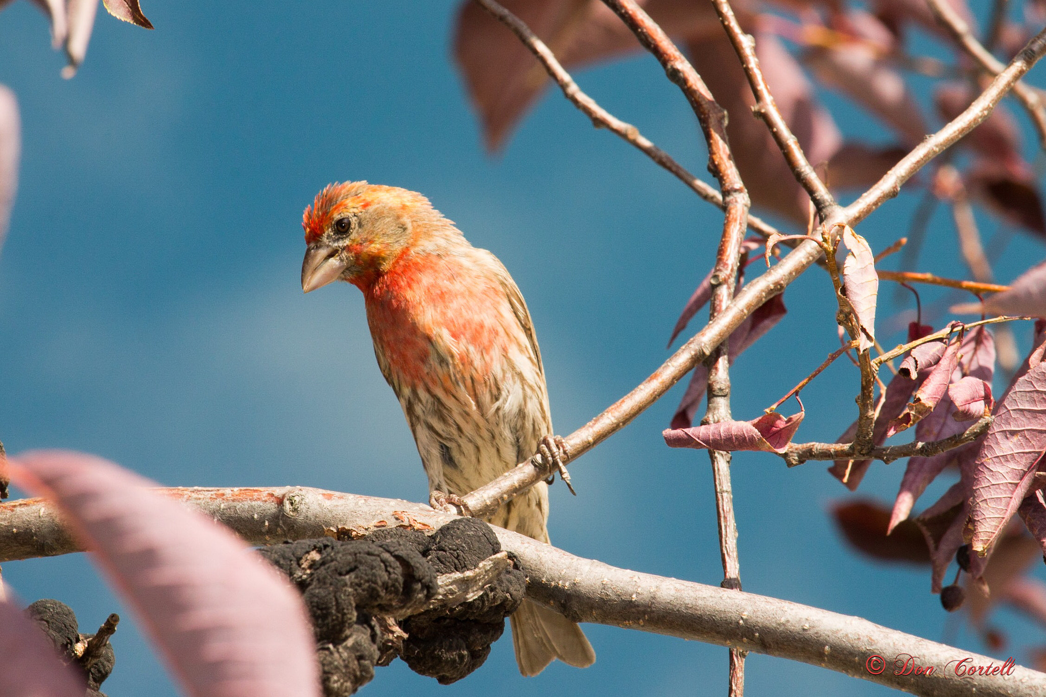 Canon EOS 1100D (EOS Rebel T3 / EOS Kiss X50) + Canon EF-S 55-250mm F4-5.6 IS STM sample photo. House finch photography