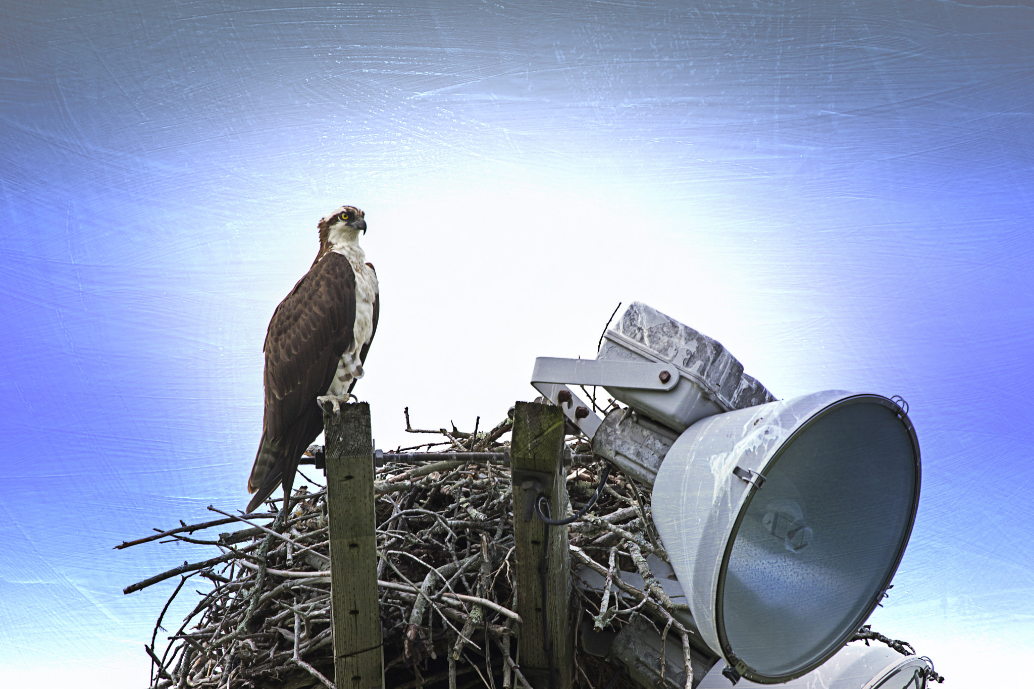 Canon EOS 7D Mark II + Canon EF 100-400mm F4.5-5.6L IS USM sample photo. At the throne photography