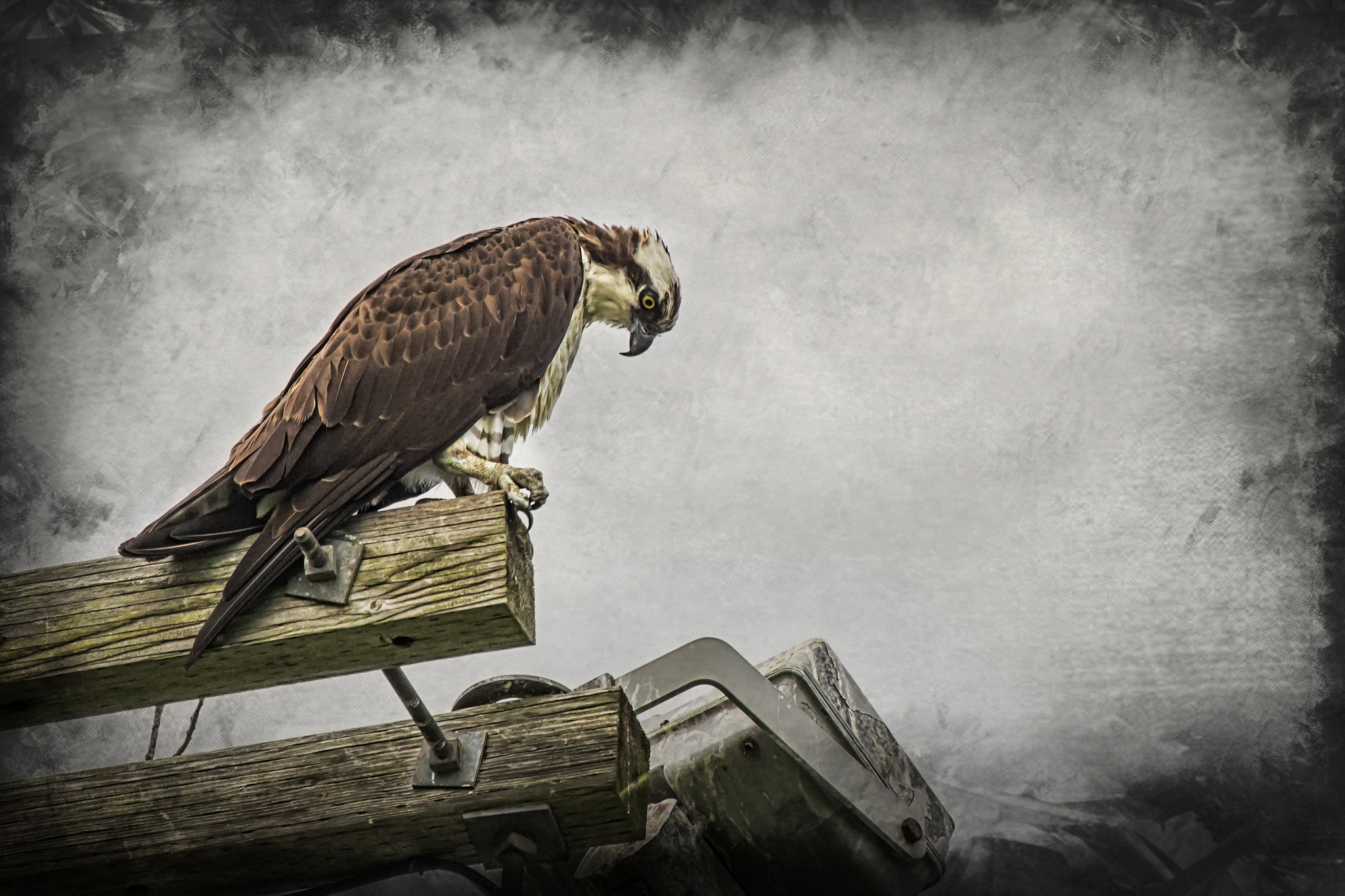 Canon EF 100-400mm F4.5-5.6L IS USM sample photo. Osprey at his post photography