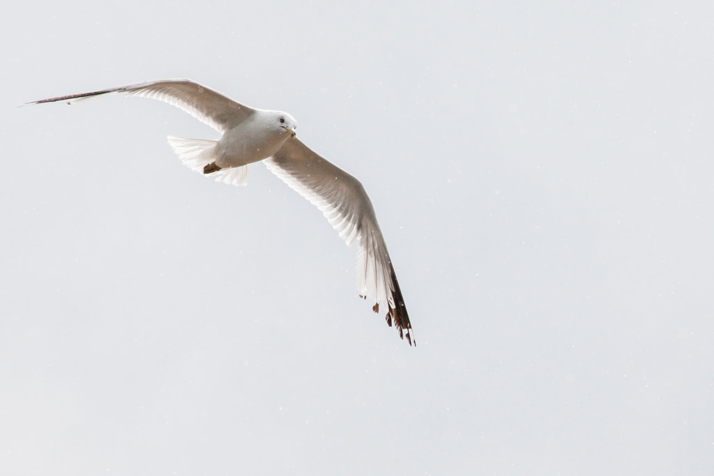 Canon EF 100-400mm F4.5-5.6L IS USM sample photo. Ppsnys photography