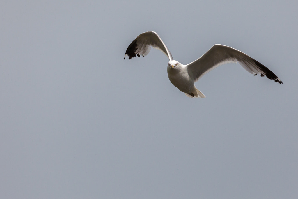 Canon EF 100-400mm F4.5-5.6L IS USM sample photo. Ppsnys photography