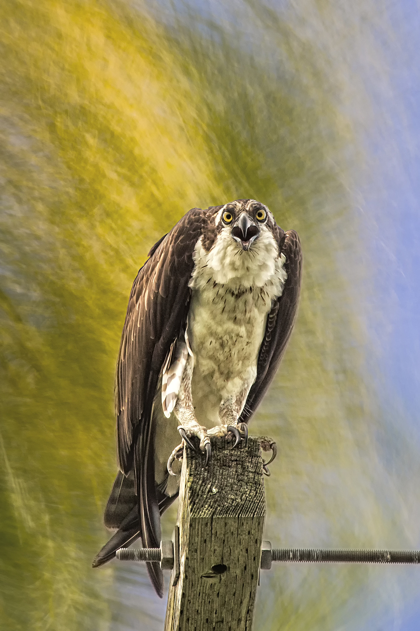Canon EF 100-400mm F4.5-5.6L IS USM sample photo. That osprey stare!! photography