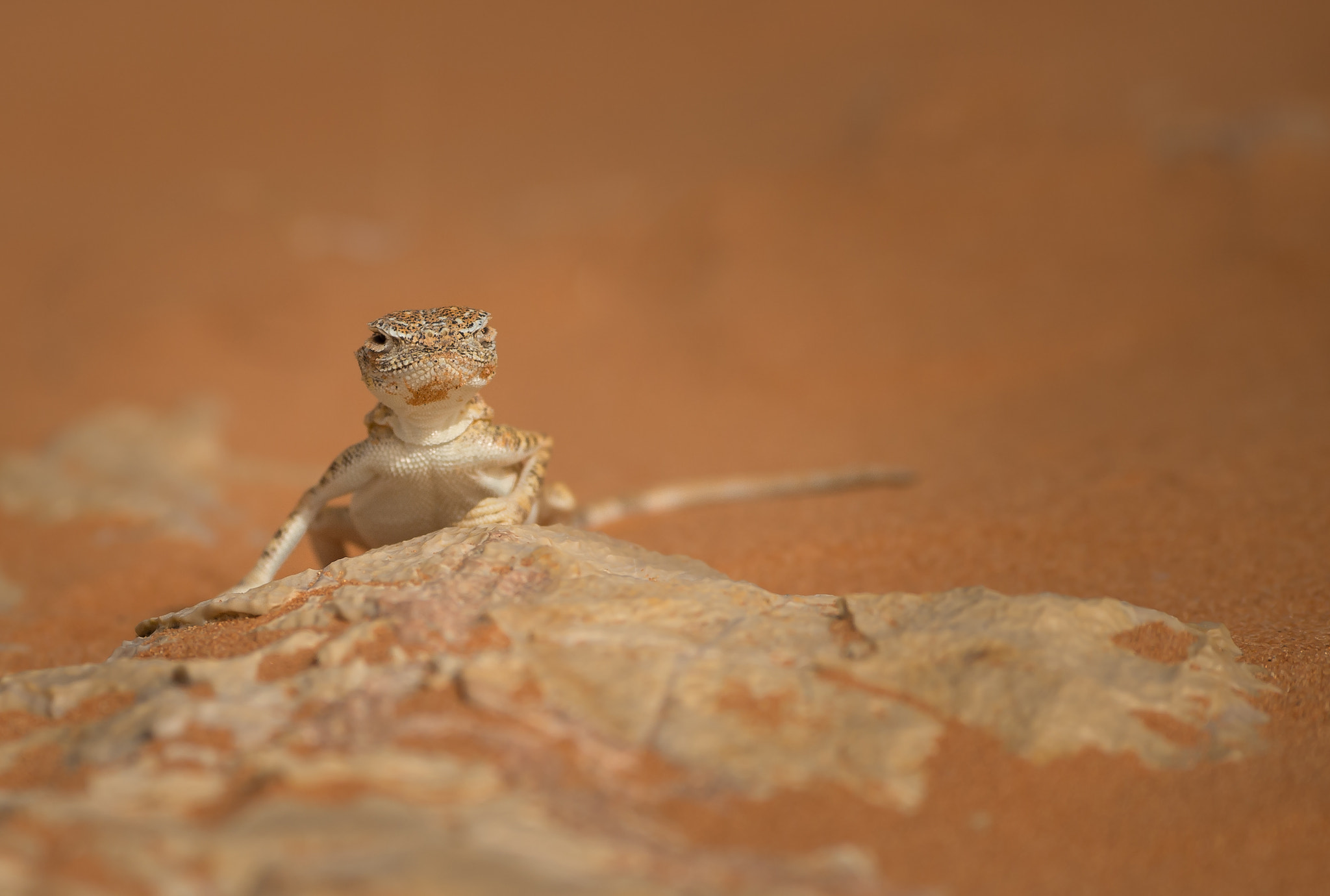 Nikon D4S sample photo. Arabian toad-headed agama photography