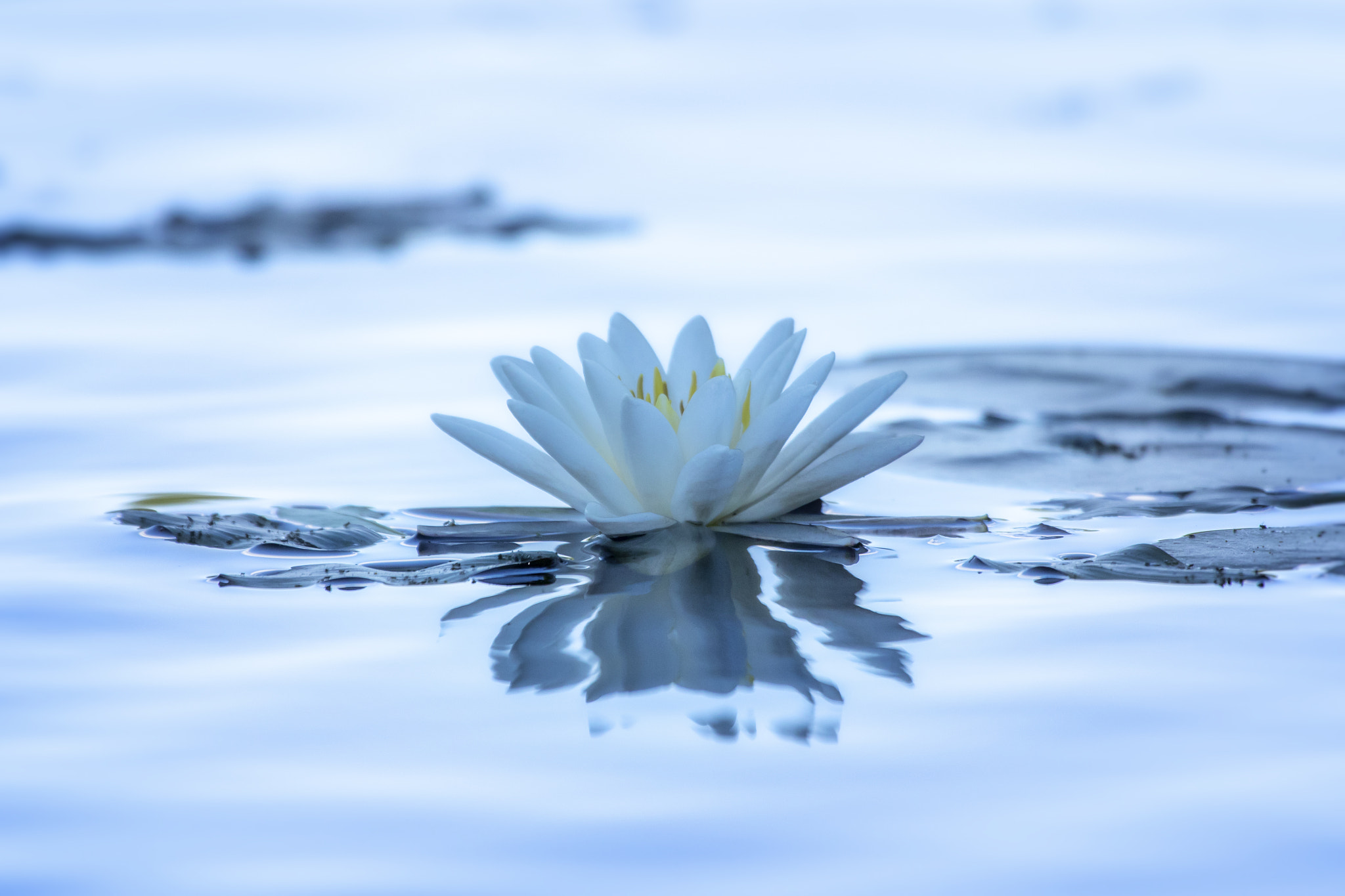 Canon EF 100-400mm F4.5-5.6L IS USM sample photo. Water lily photography