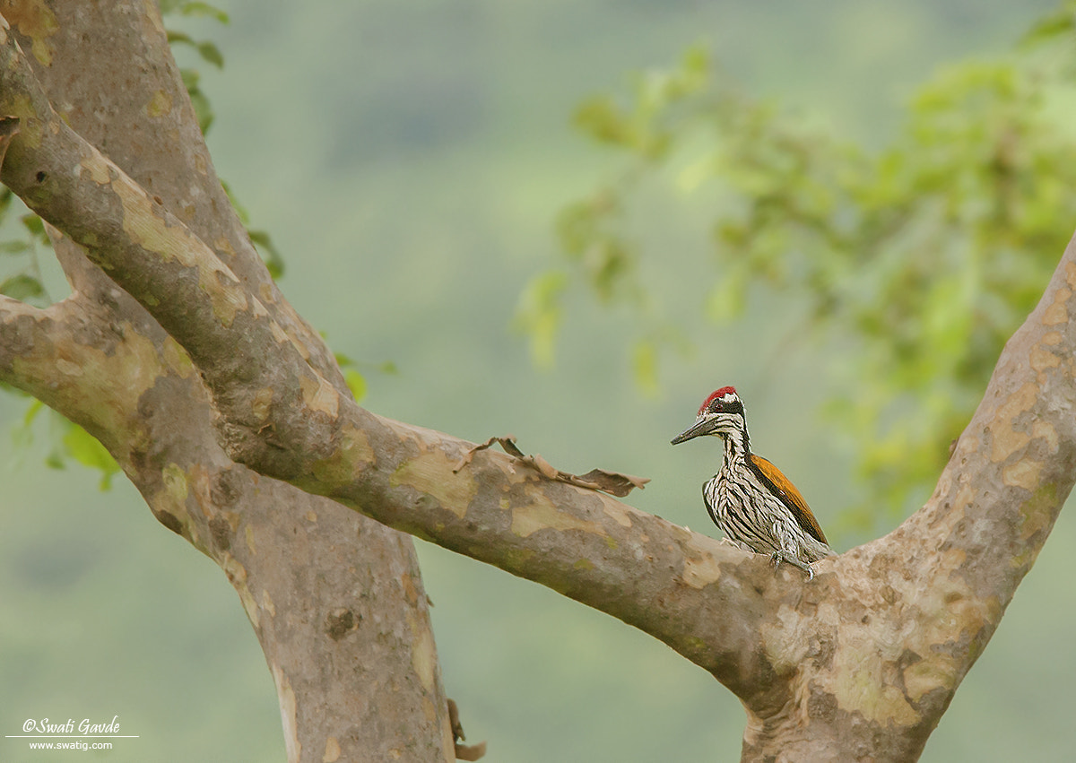 Nikon D70s sample photo. Flameback woodpecker photography