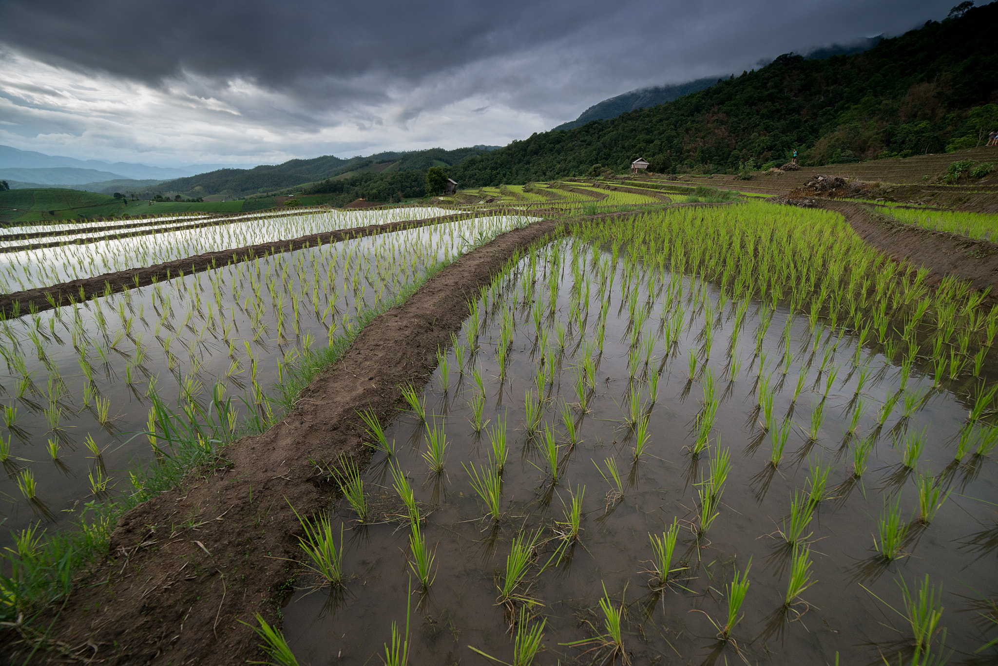 Samyang 14mm F2.8 ED AS IF UMC sample photo. The rice terrace farm photography