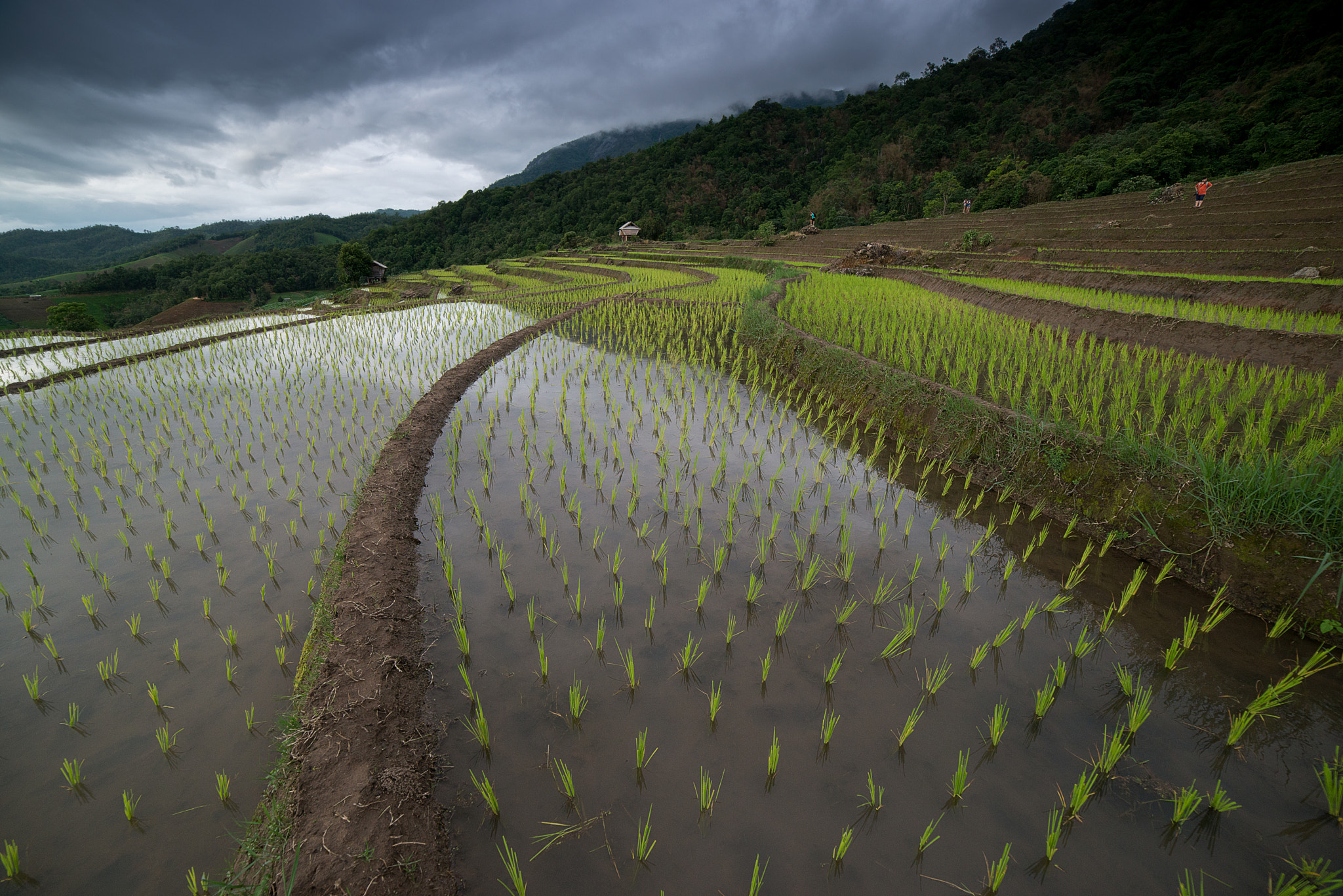 Nikon D800E + Samyang 14mm F2.8 ED AS IF UMC sample photo. The rice terrace farm photography