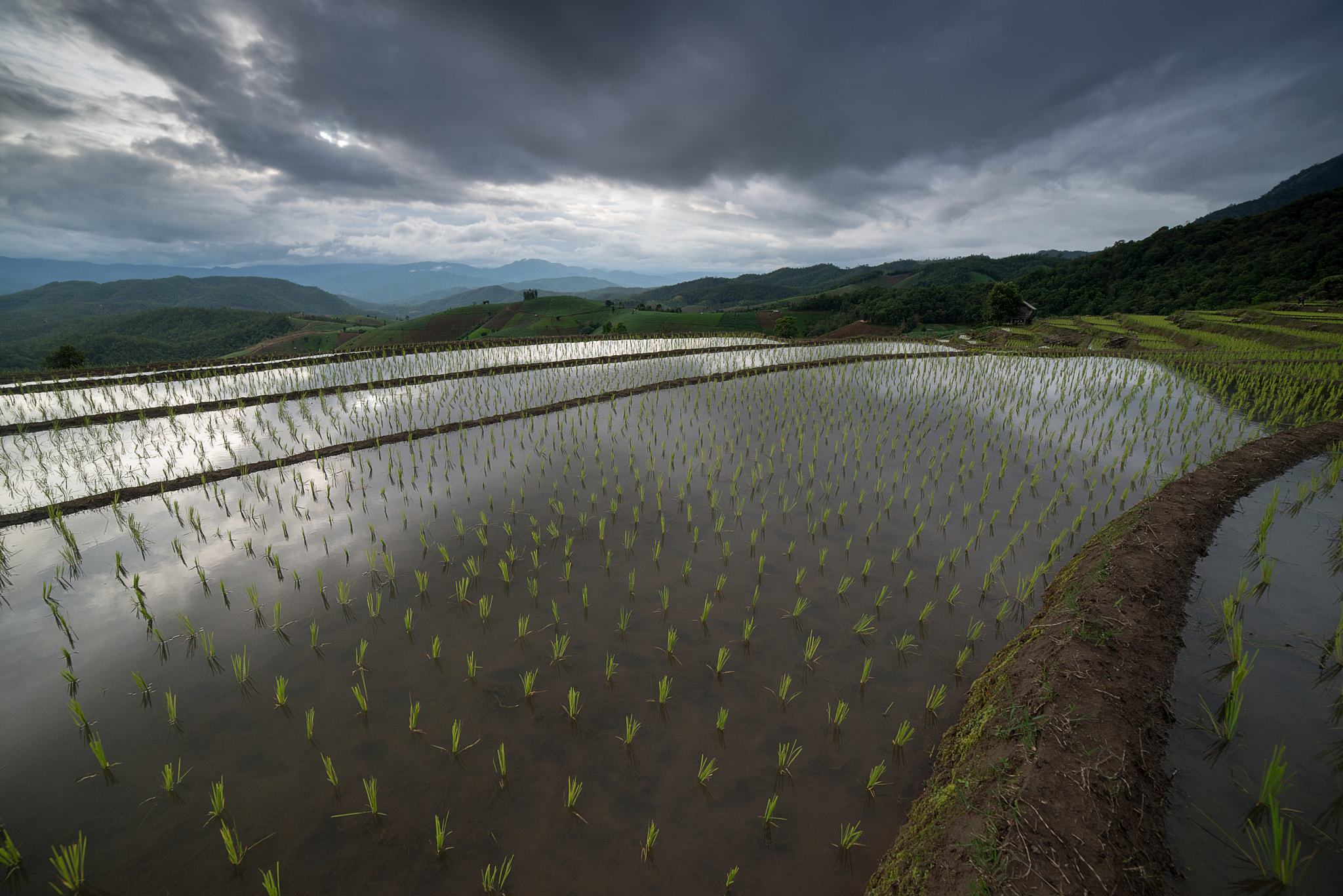 Samyang 14mm F2.8 ED AS IF UMC sample photo. The rice terrace farm photography