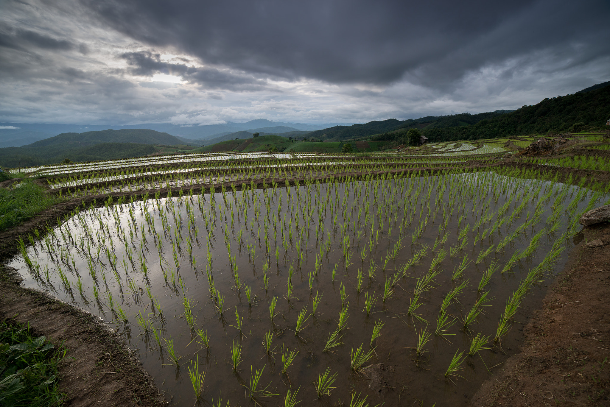Samyang 14mm F2.8 ED AS IF UMC sample photo. The rice terrace farm photography
