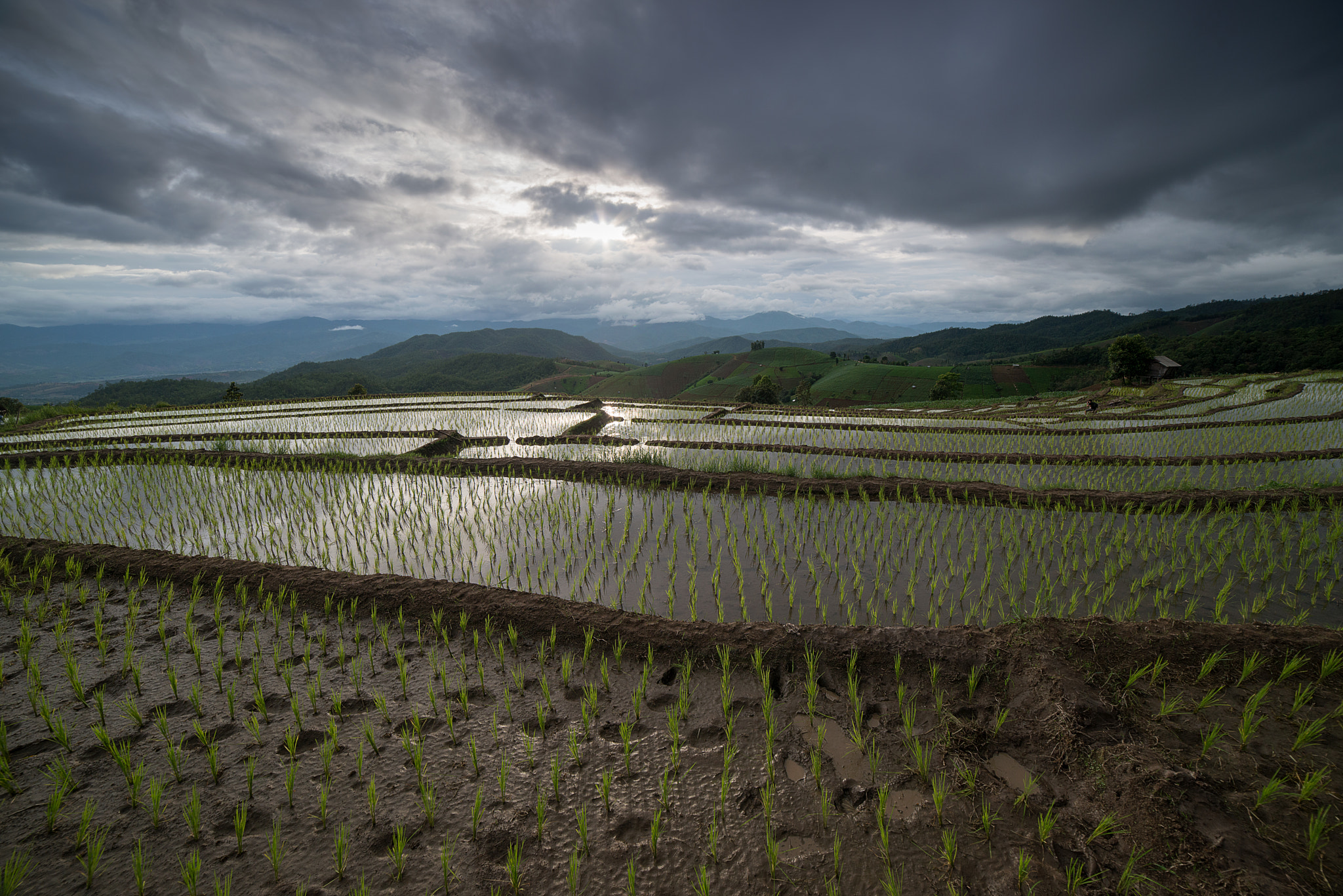 Samyang 14mm F2.8 ED AS IF UMC sample photo. The rice terrace farm photography
