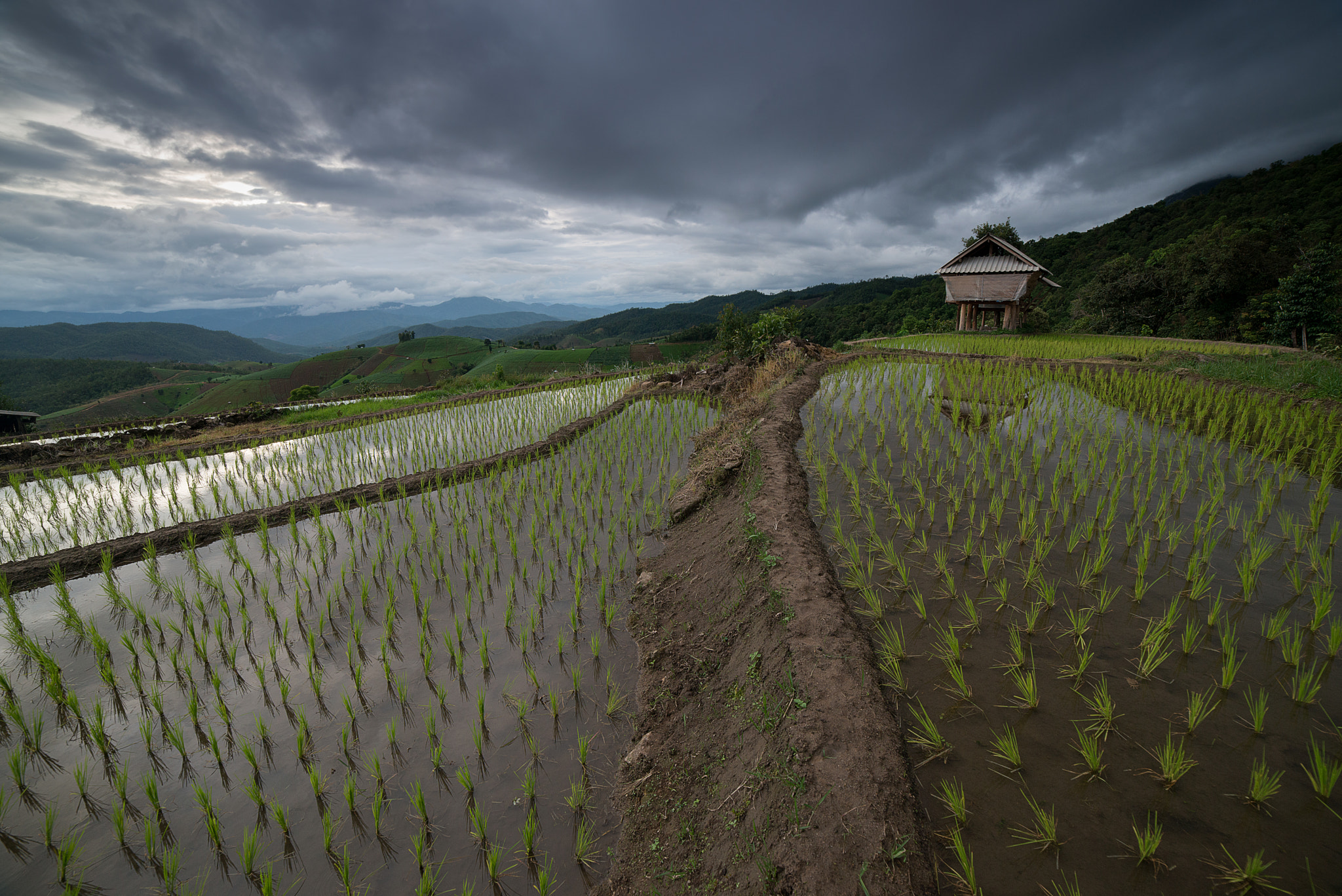 Samyang 14mm F2.8 ED AS IF UMC sample photo. The rice terrace farm photography