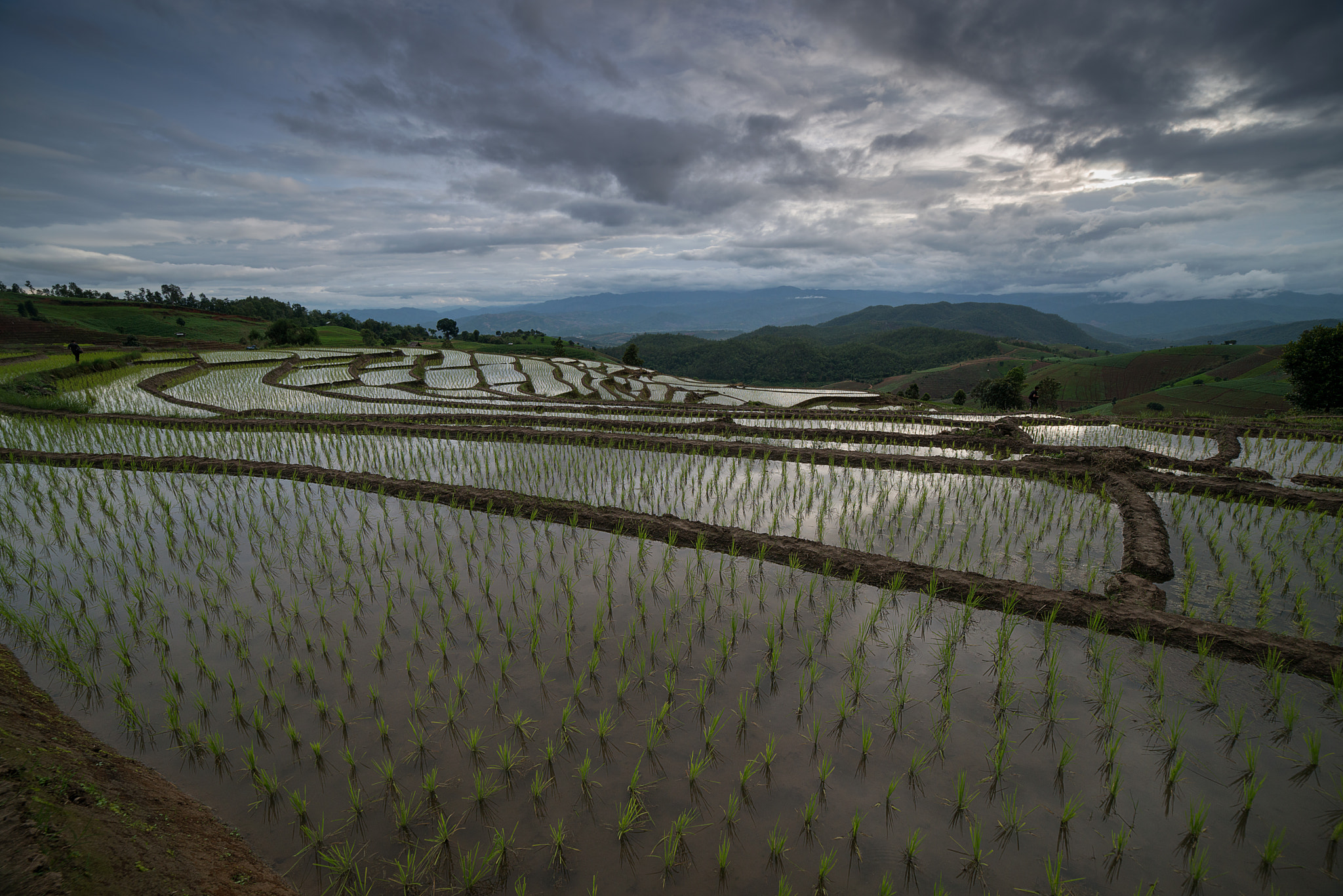 Samyang 14mm F2.8 ED AS IF UMC sample photo. The rice terrace farm photography