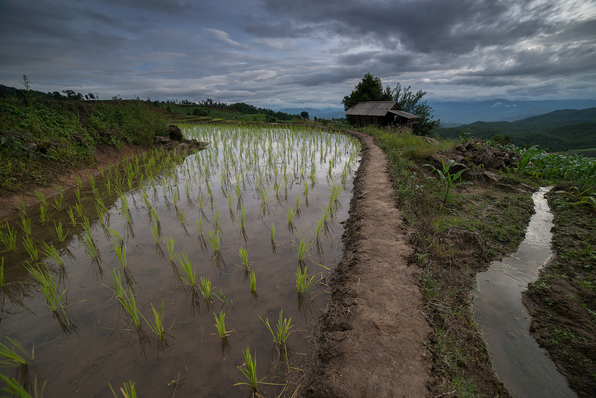 Samyang 14mm F2.8 ED AS IF UMC sample photo. The rice terrace farm photography