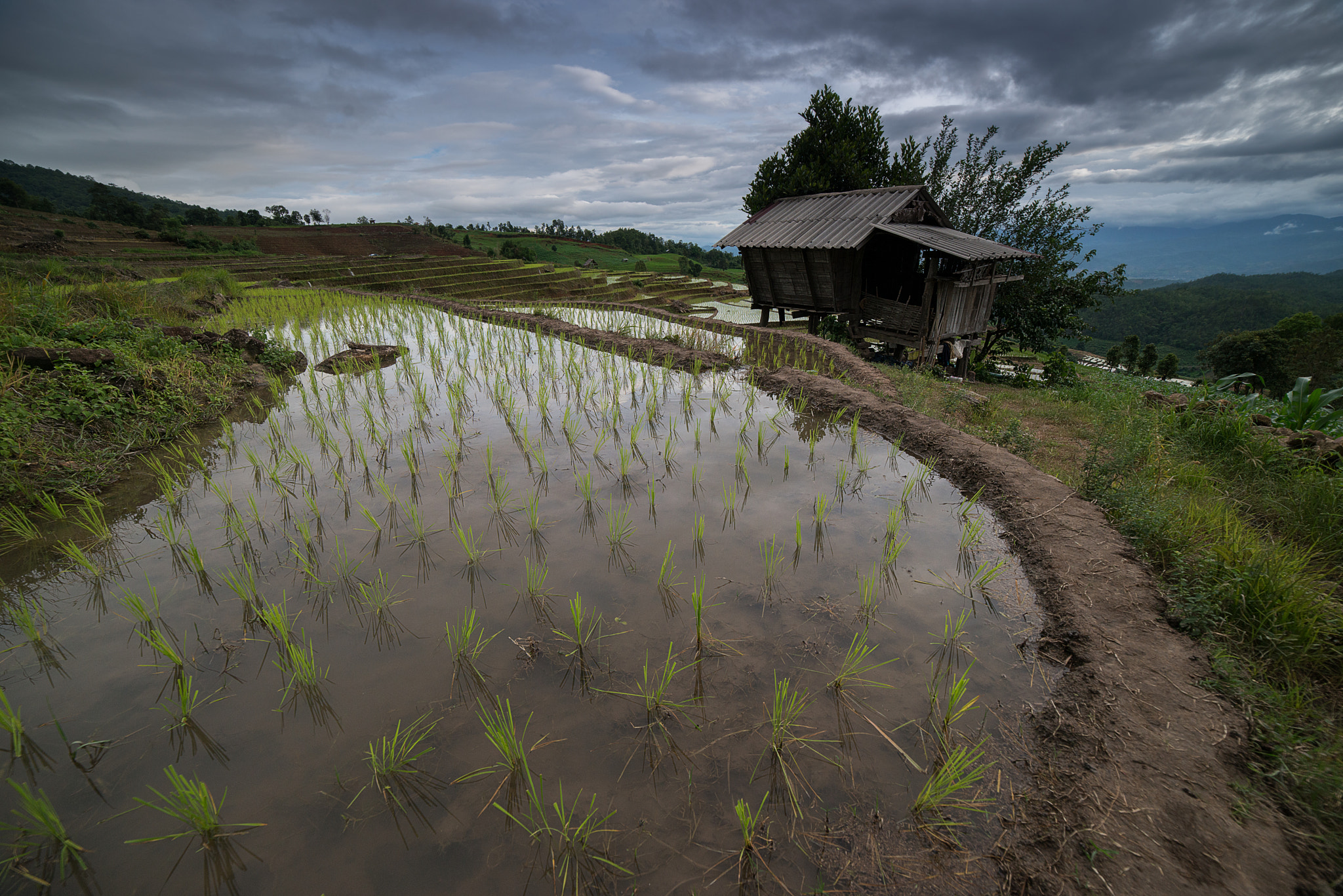 Samyang 14mm F2.8 ED AS IF UMC sample photo. The rice terrace farm photography