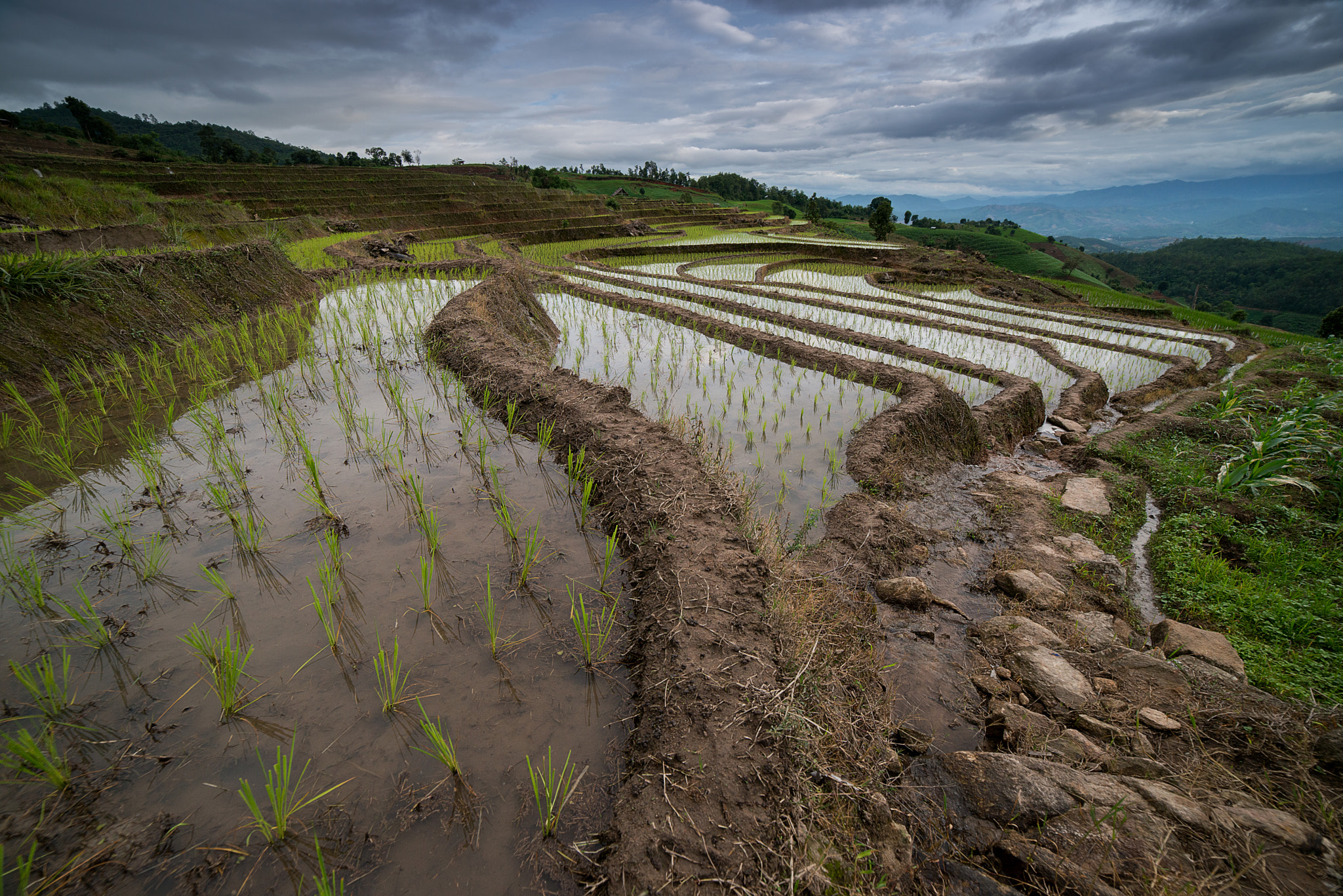 Samyang 14mm F2.8 ED AS IF UMC sample photo. The rice terrace farm photography
