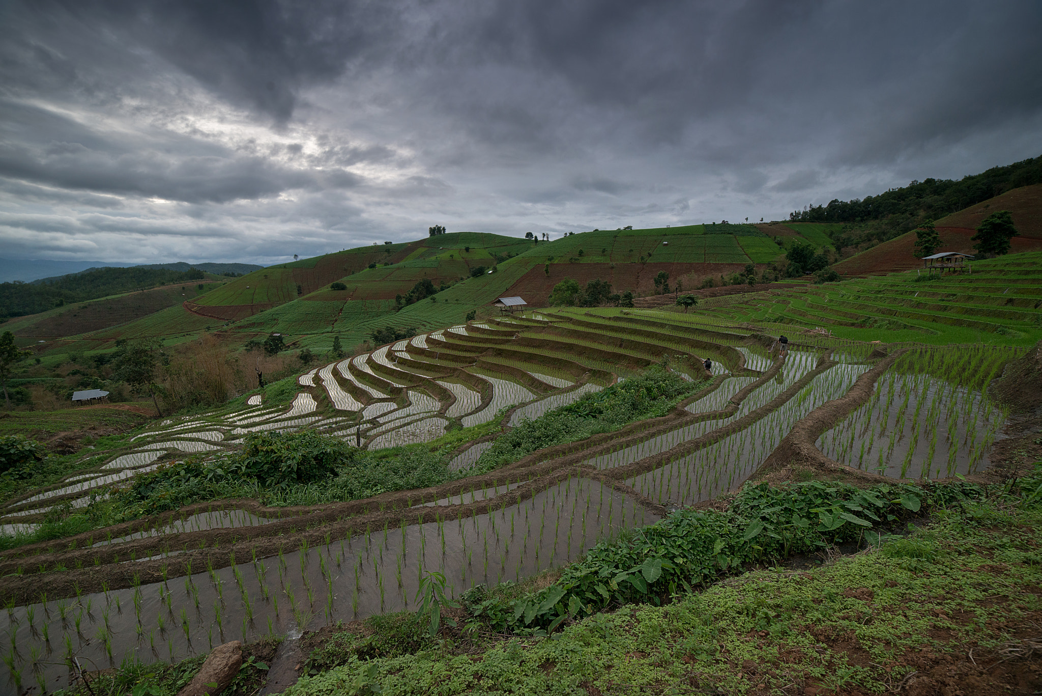 Samyang 14mm F2.8 ED AS IF UMC sample photo. The rice terrace farm photography