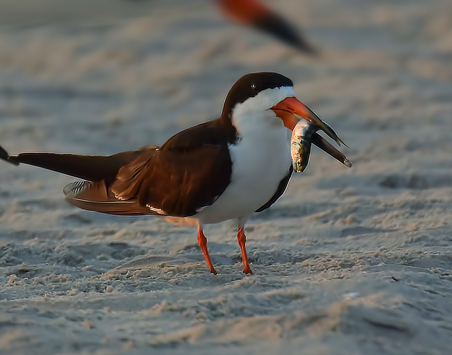 Nikon 1 Nikkor VR 70-300mm F4.5-5.6 sample photo. Skimmer photography