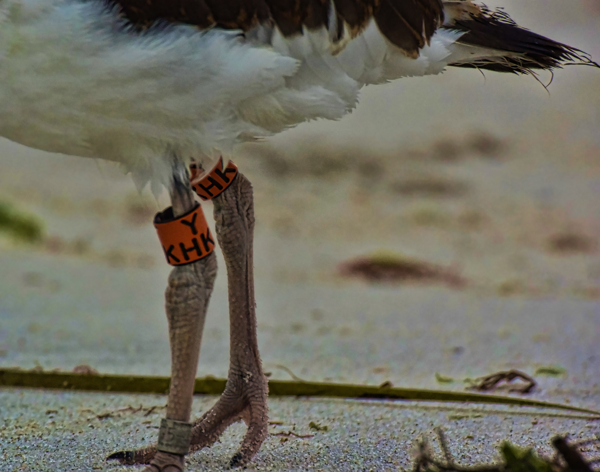 Nikon 1 Nikkor VR 70-300mm F4.5-5.6 sample photo. .oystercatcher. photography