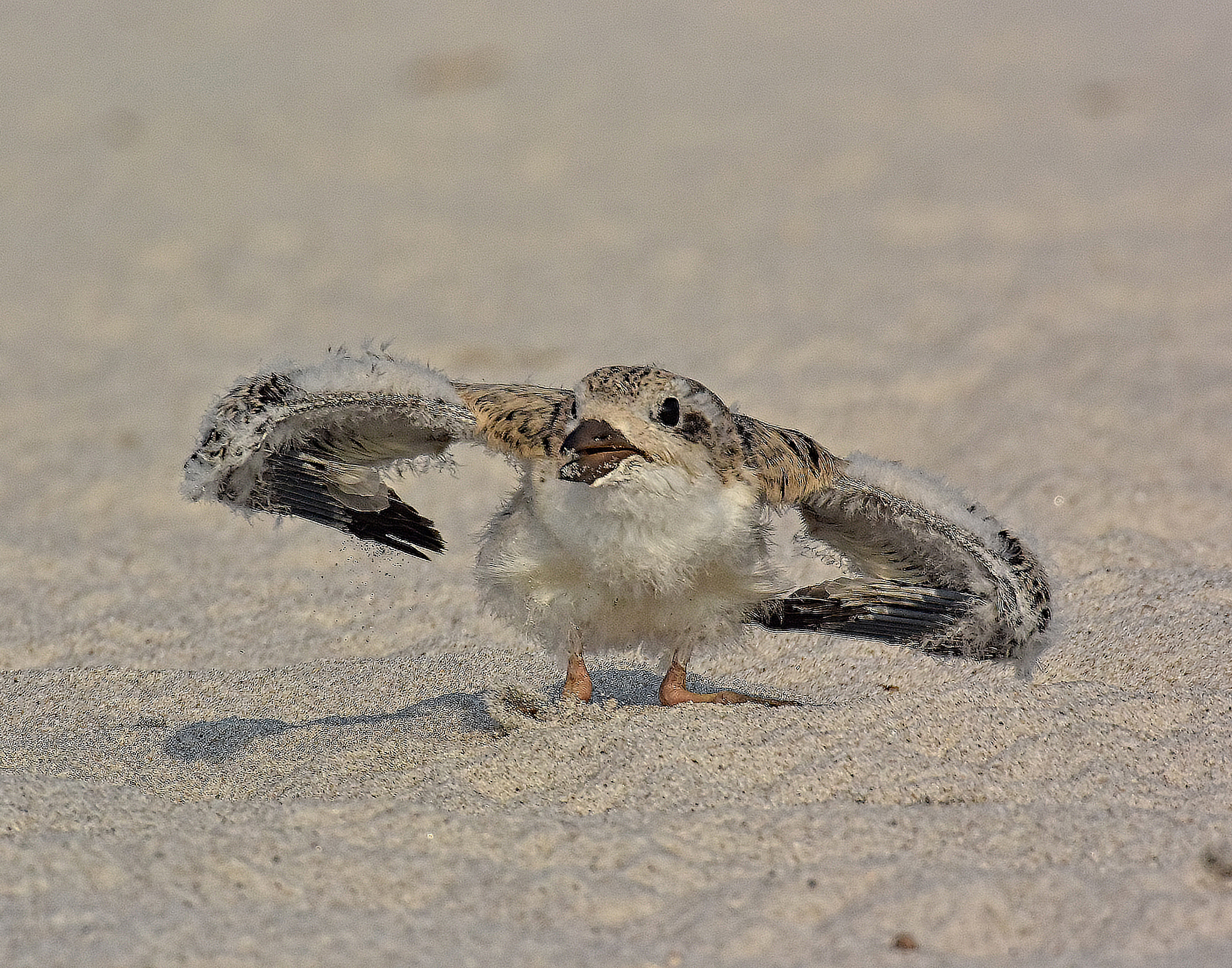 Nikon 1 Nikkor VR 70-300mm F4.5-5.6 sample photo. .baby skimmer. photography