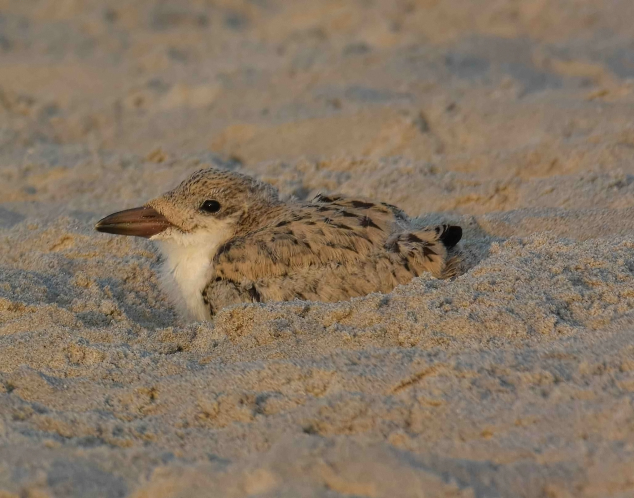 Nikon 1 V3 sample photo. Baby skimmer. photography