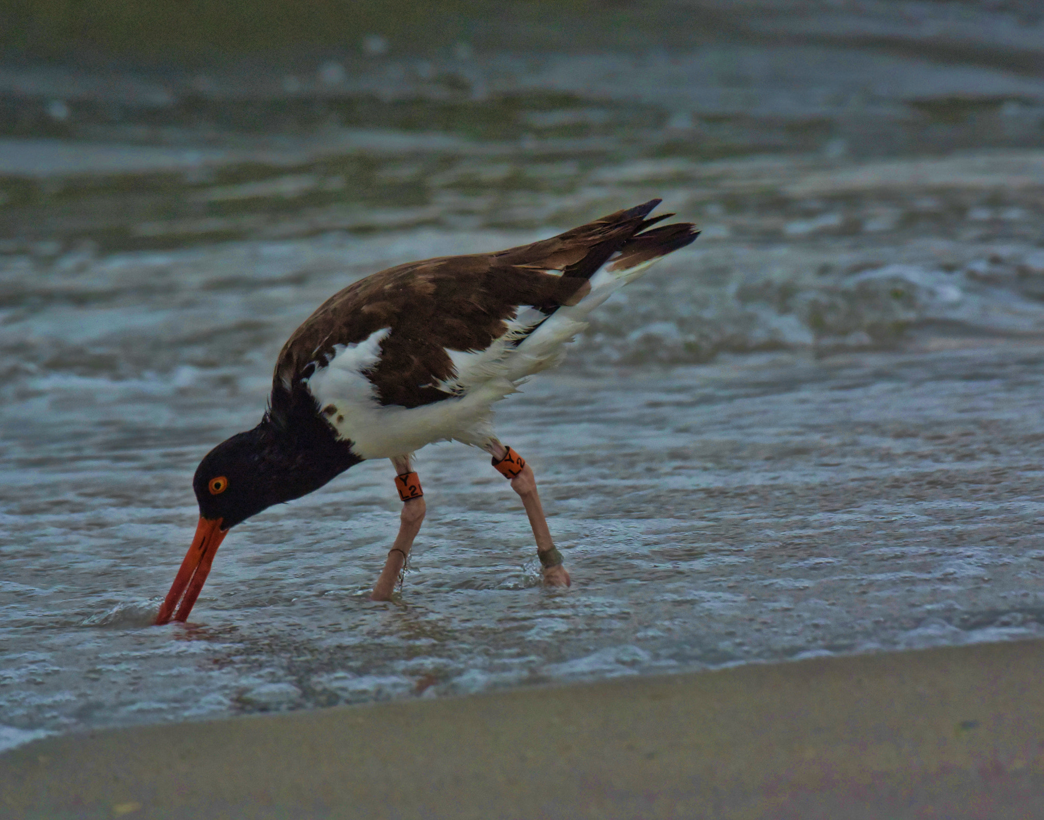 Nikon 1 Nikkor VR 70-300mm F4.5-5.6 sample photo. Oystercatcher. photography