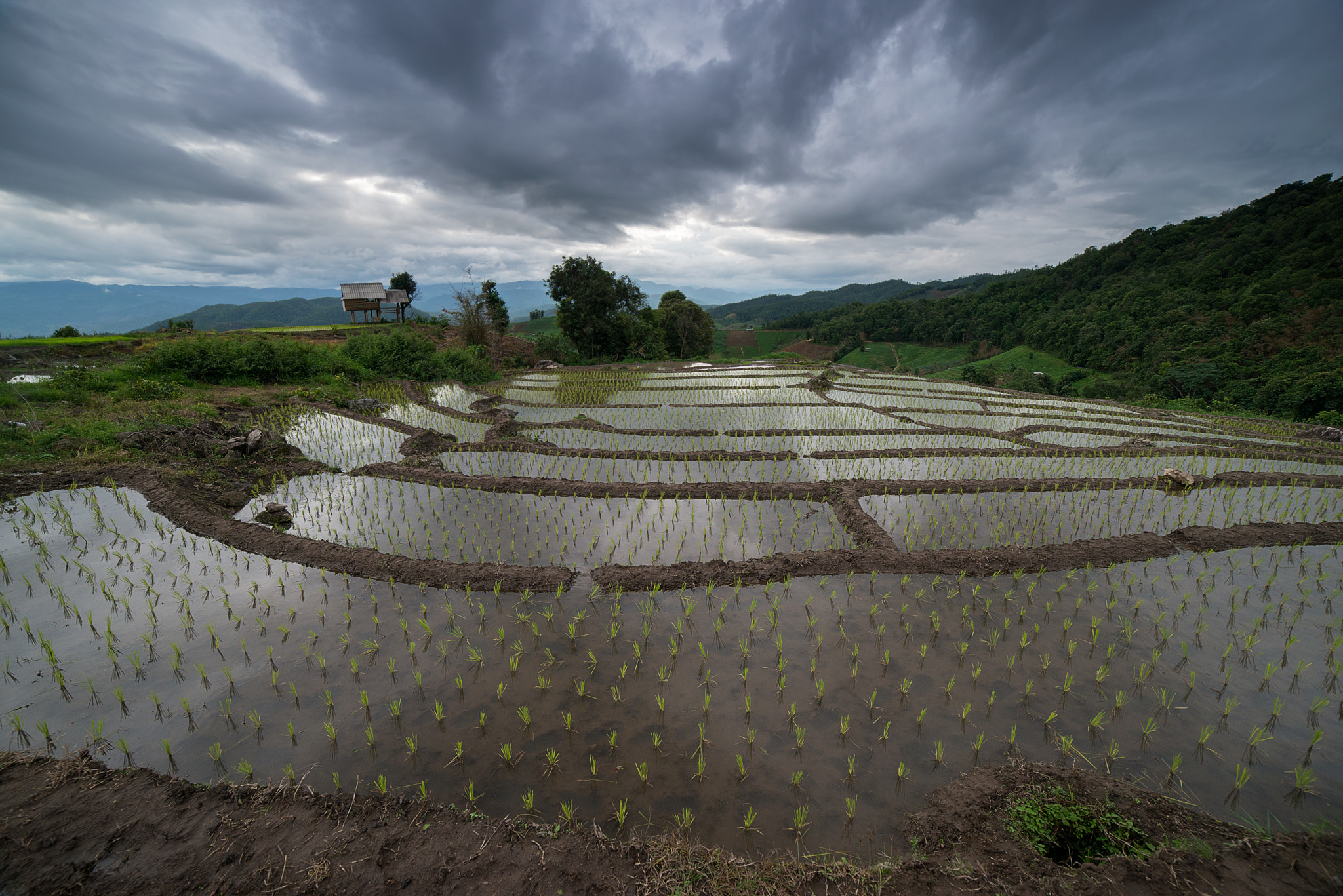 Samyang 14mm F2.8 ED AS IF UMC sample photo. The rice terrace farm photography