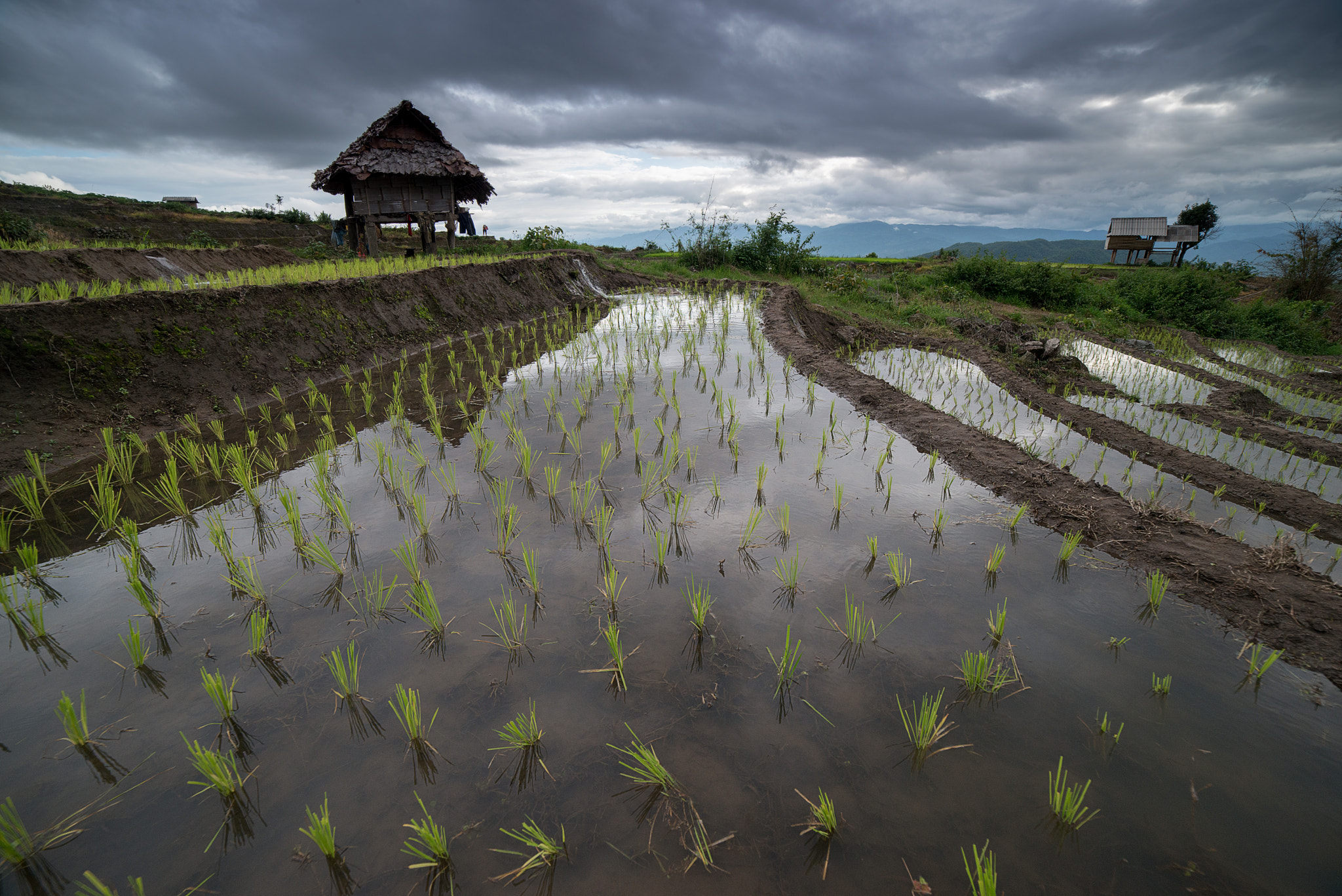 Samyang 14mm F2.8 ED AS IF UMC sample photo. The rice terrace farm photography
