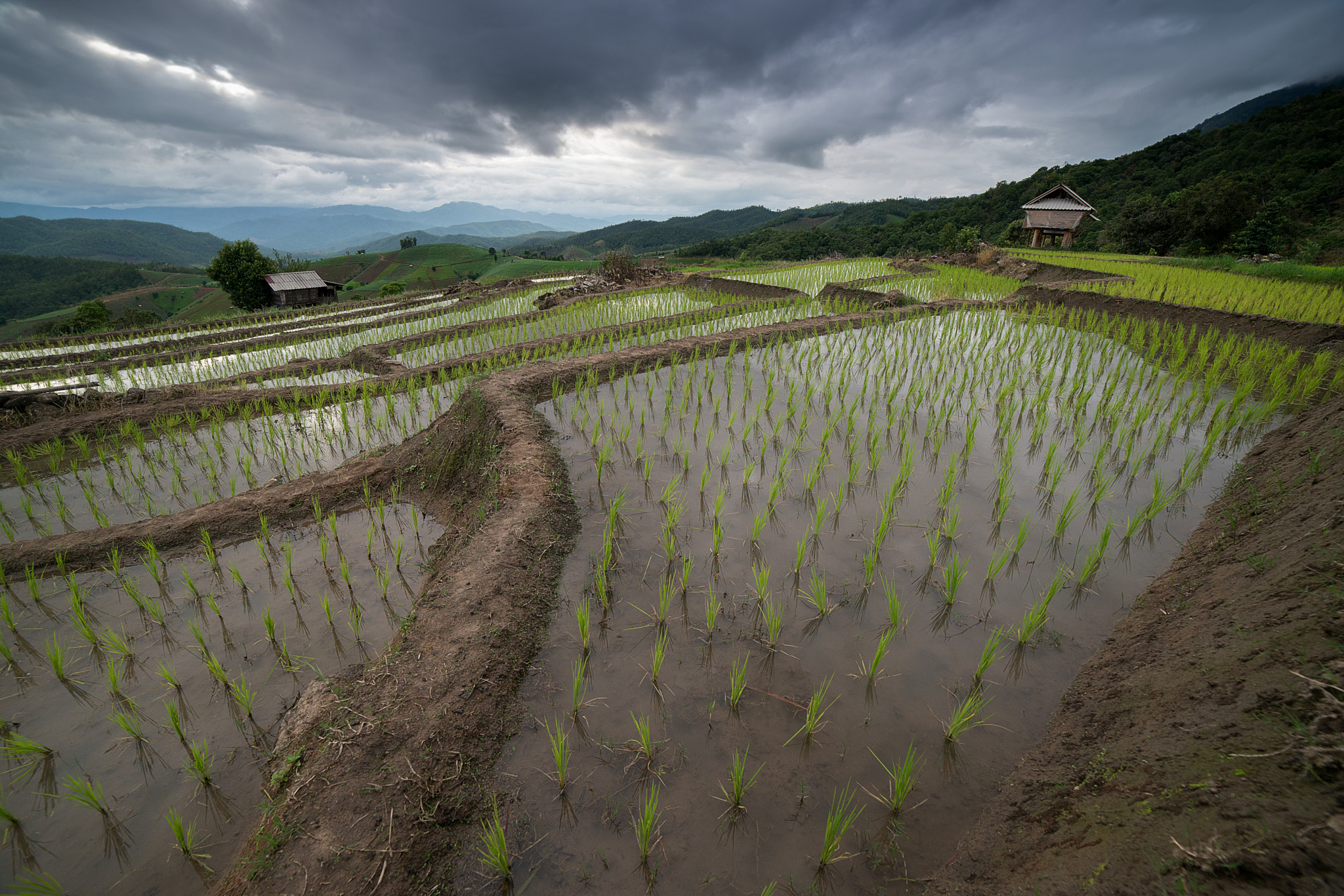 Samyang 14mm F2.8 ED AS IF UMC sample photo. The rice terrace farm photography