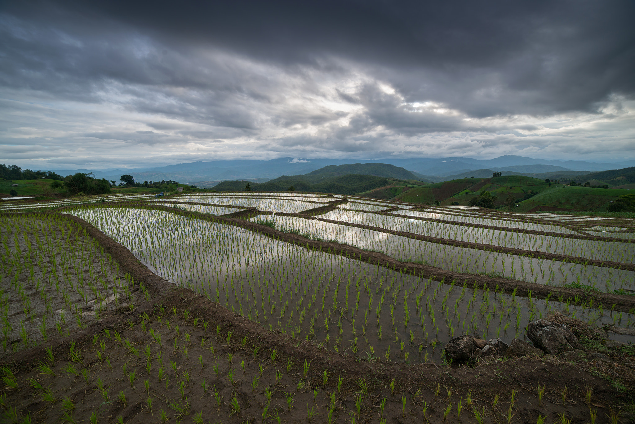 Samyang 14mm F2.8 ED AS IF UMC sample photo. The rice terrace farm photography