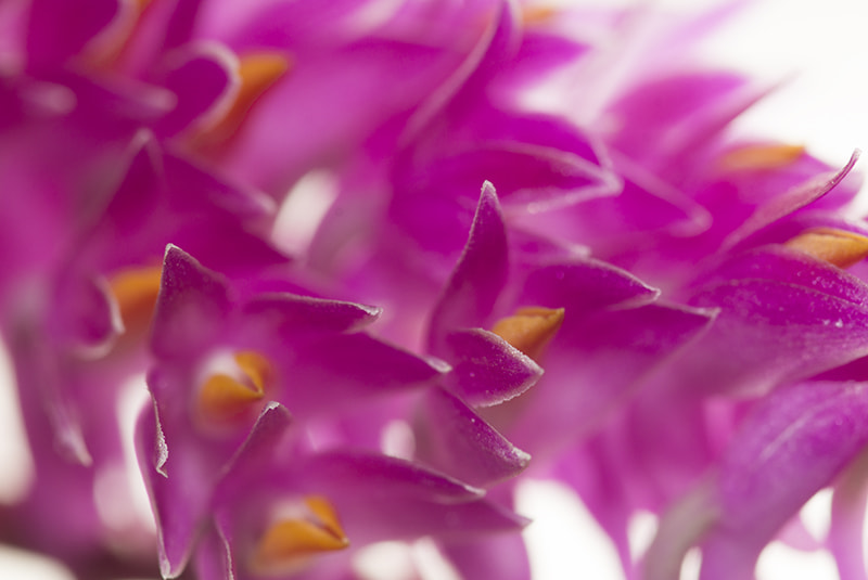 Sony SLT-A77 + Minolta AF 100mm F2.8 Macro [New] sample photo. Dendrobium secundum photography