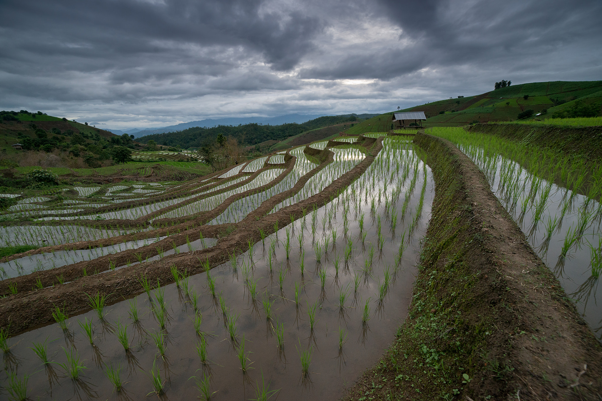 Samyang 14mm F2.8 ED AS IF UMC sample photo. The rice terrace farm photography