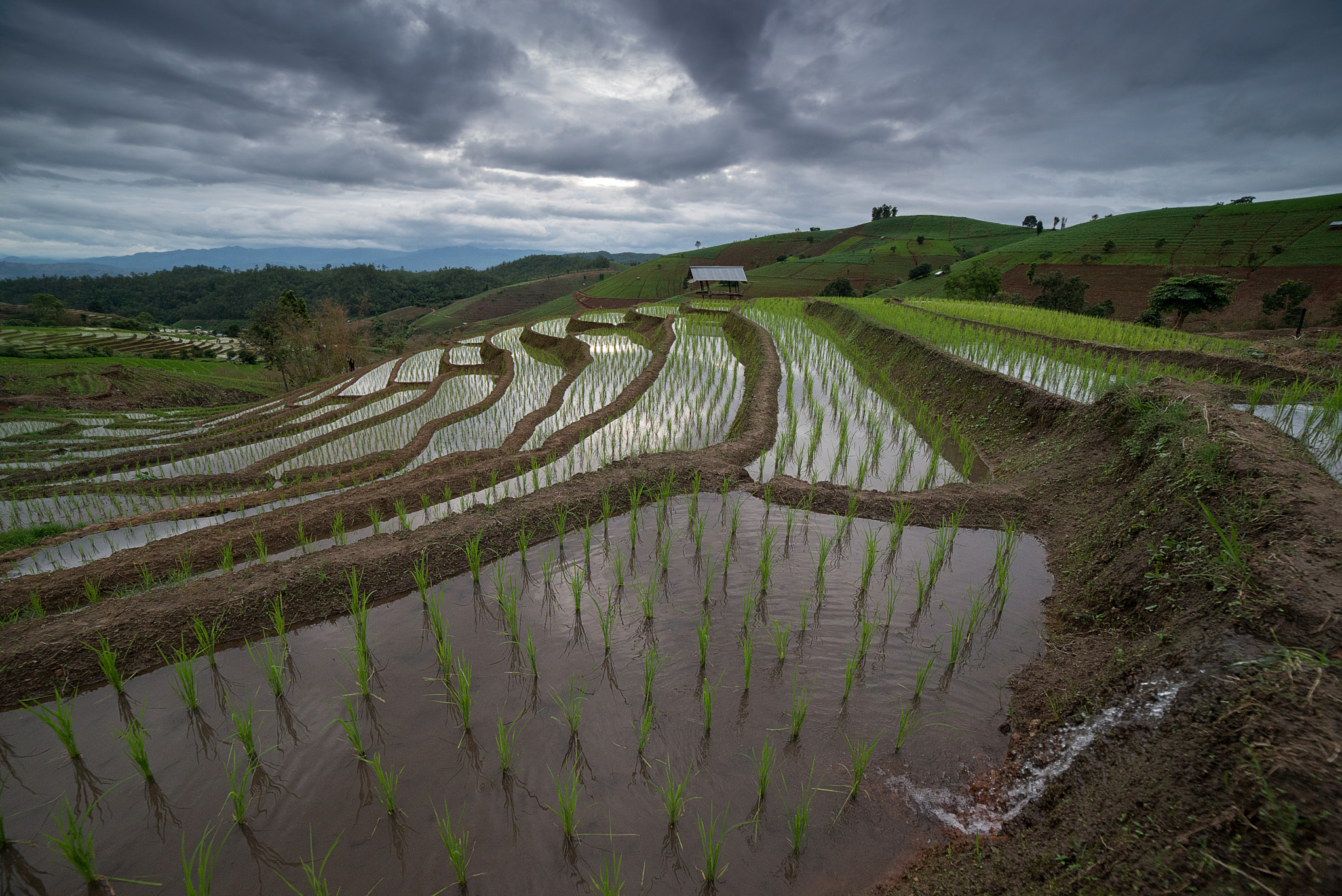 Samyang 14mm F2.8 ED AS IF UMC sample photo. The rice terrace farm photography