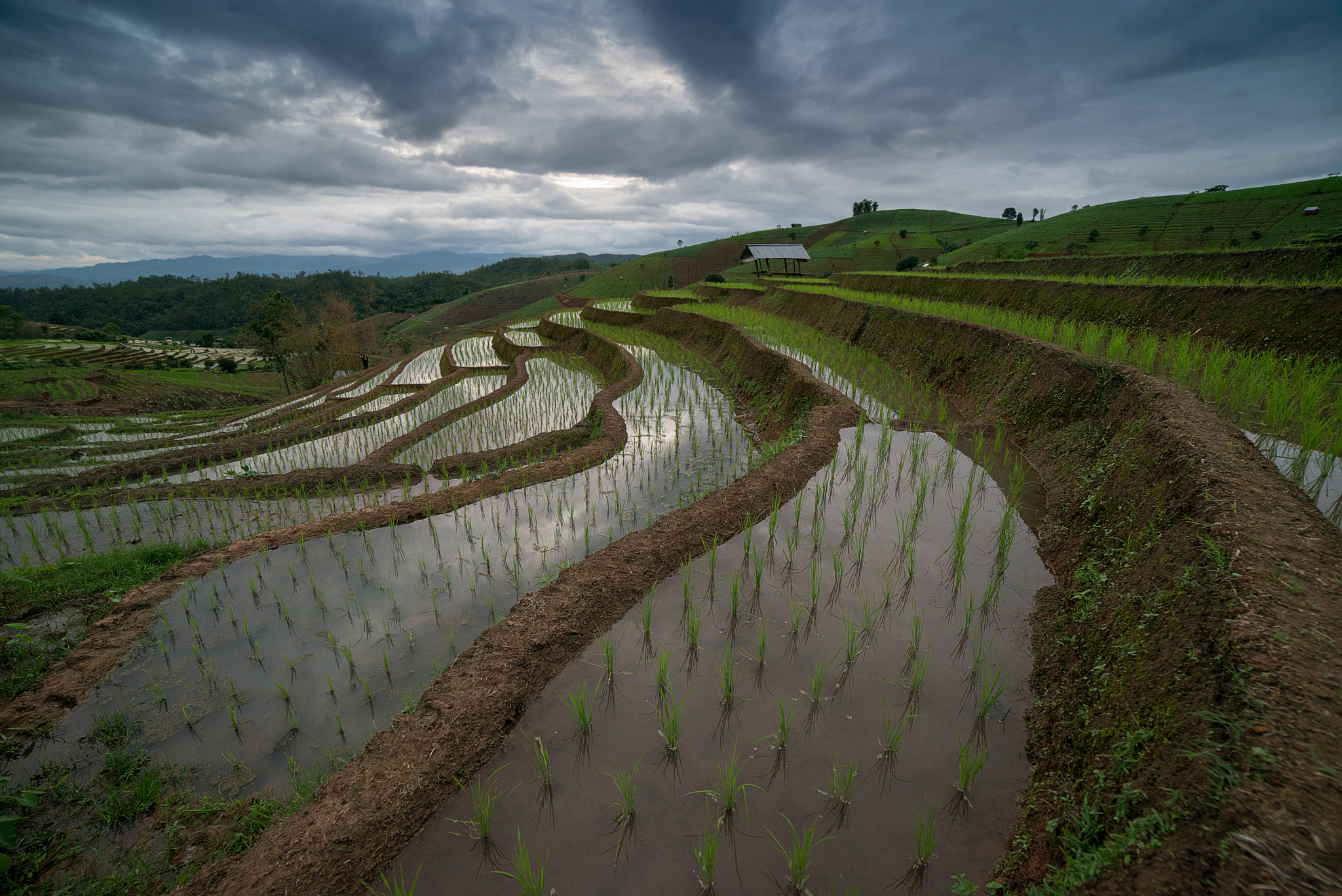 Samyang 14mm F2.8 ED AS IF UMC sample photo. The rice terrace farm photography