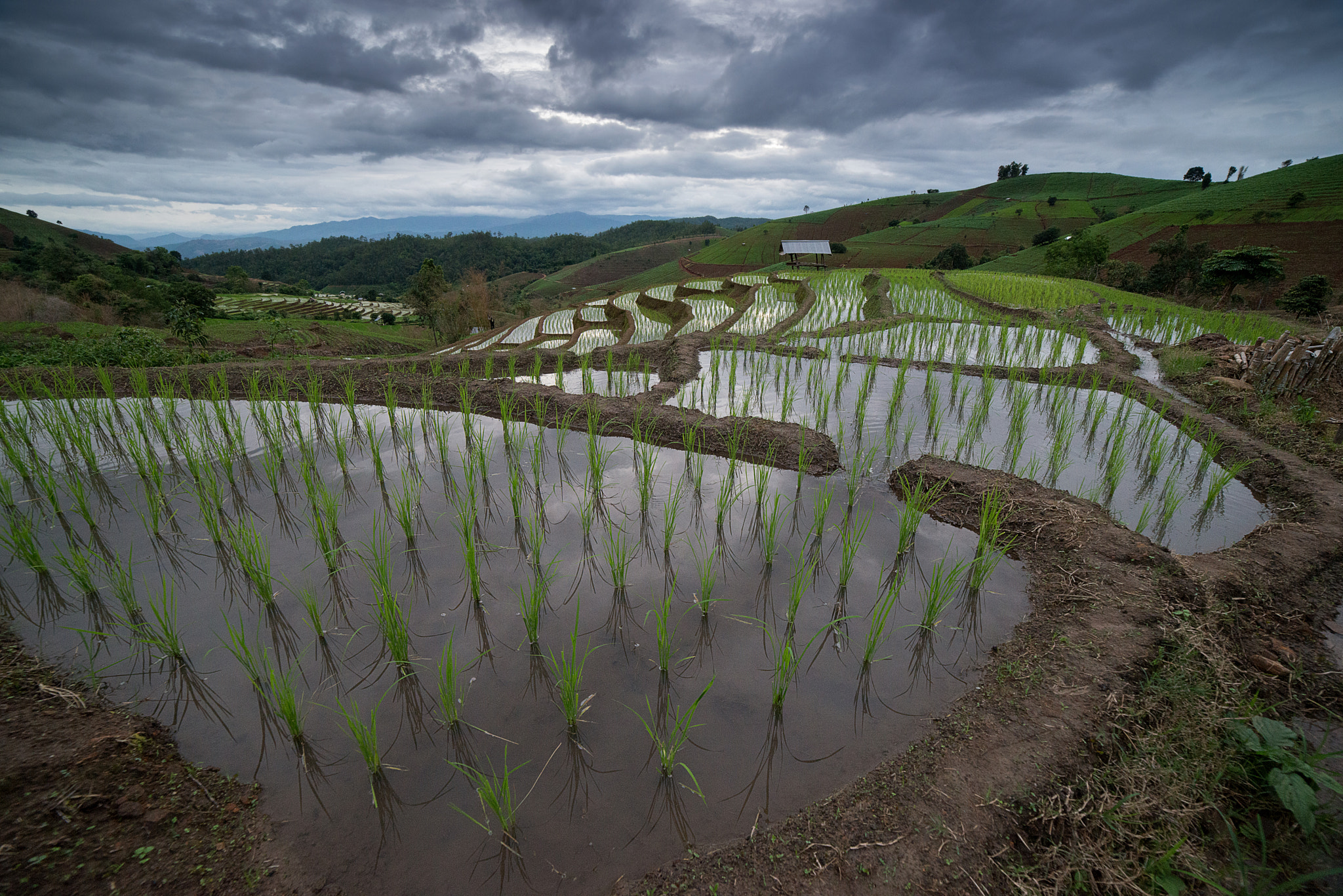 Samyang 14mm F2.8 ED AS IF UMC sample photo. The rice terrace farm photography