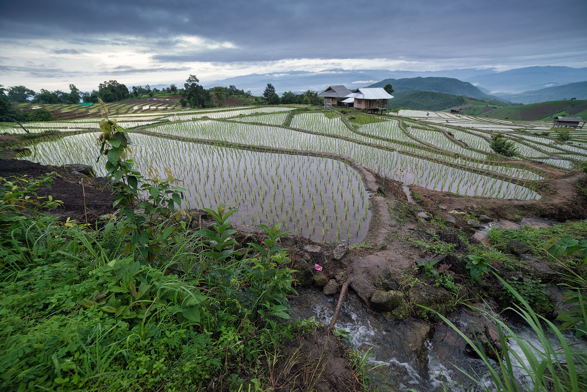 Samyang 14mm F2.8 ED AS IF UMC sample photo. The rice terrace farm photography