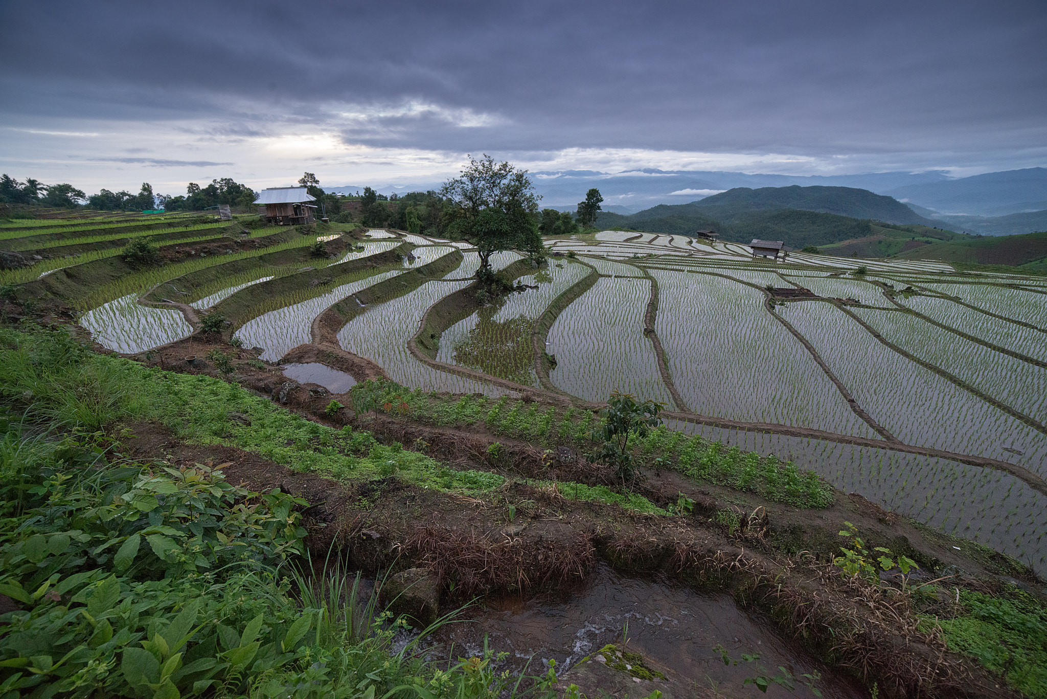 Samyang 14mm F2.8 ED AS IF UMC sample photo. The rice terrace farm photography