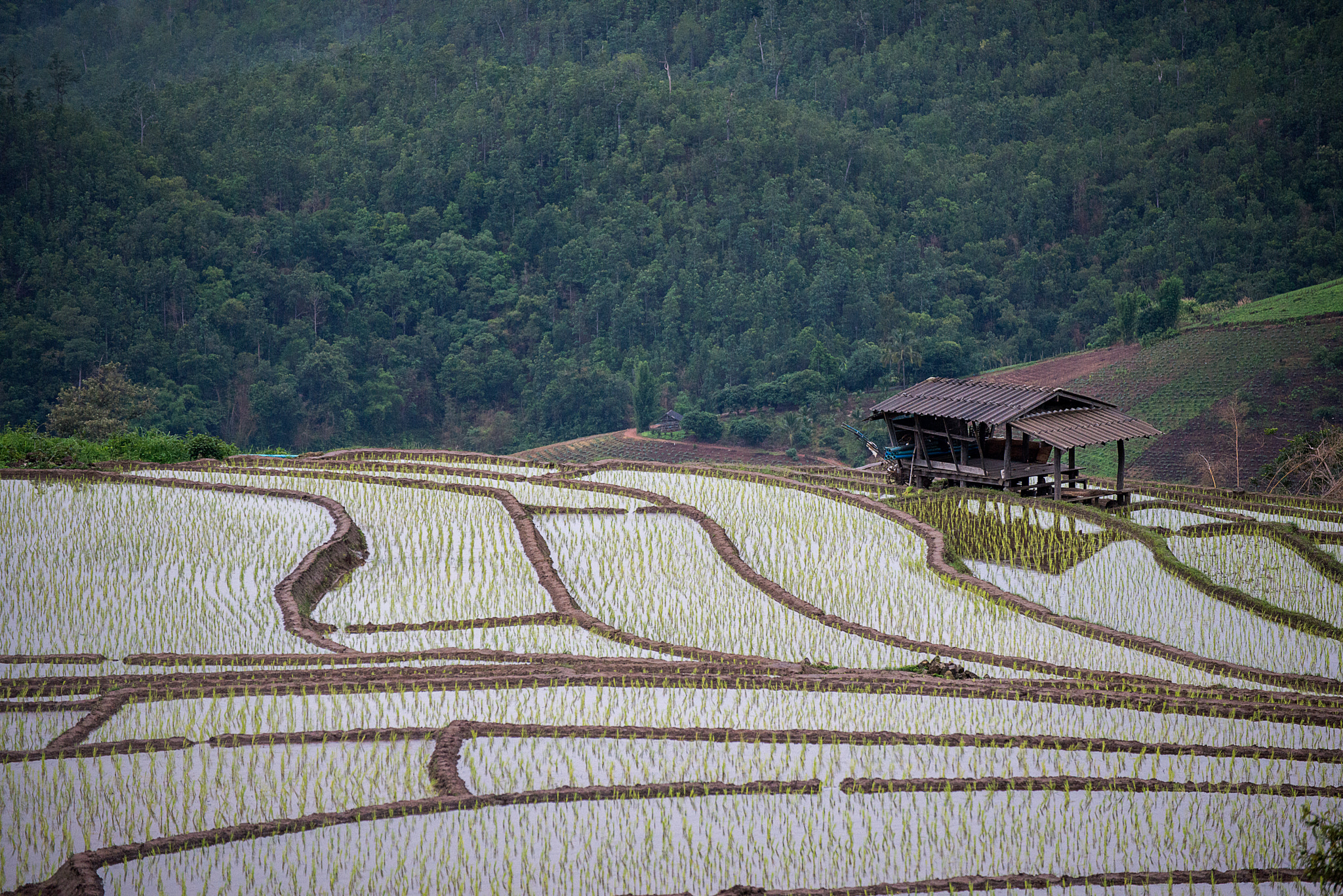 Nikon D800E sample photo. The rice terrace farm photography