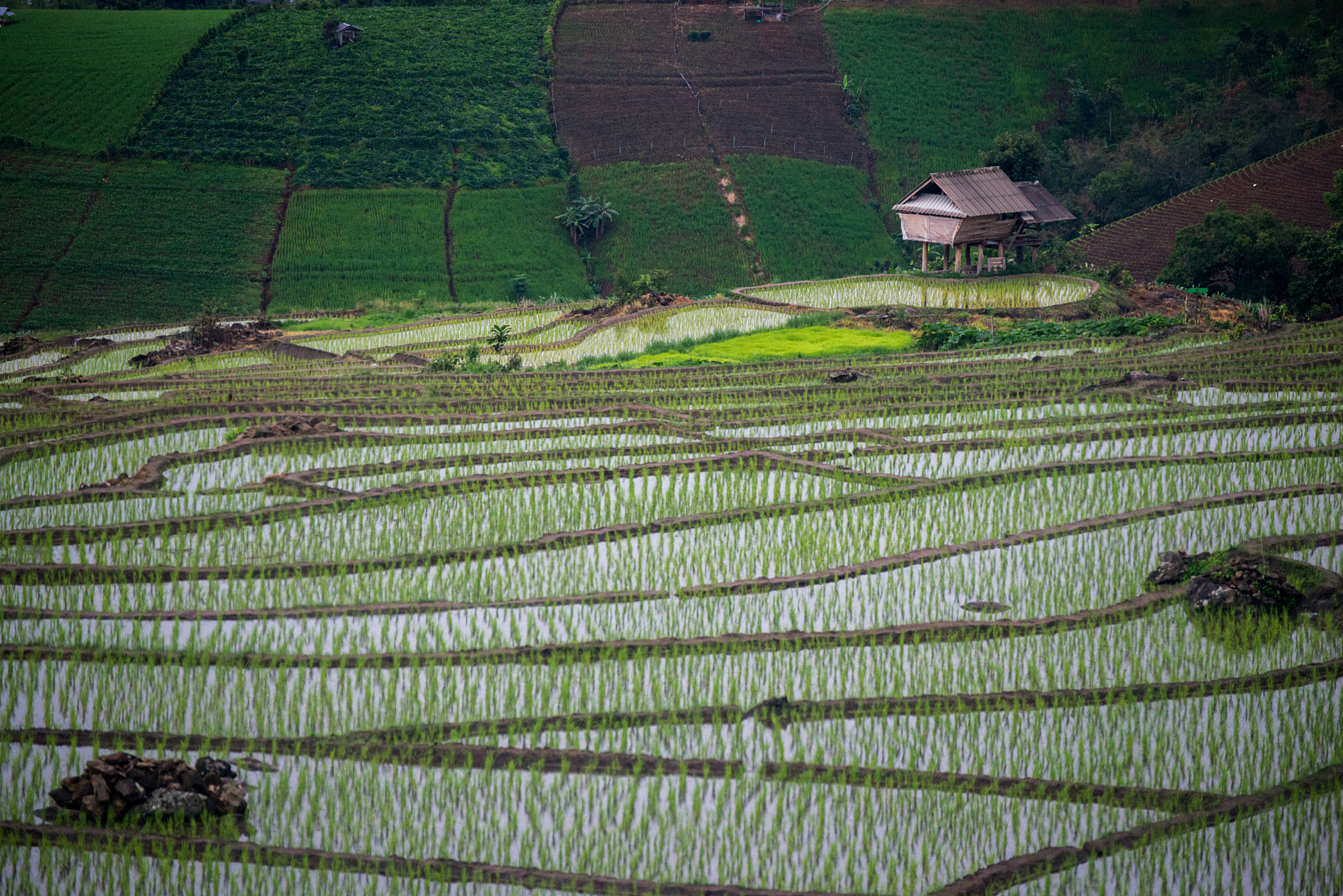 Nikon D800E sample photo. The rice terrace farm photography