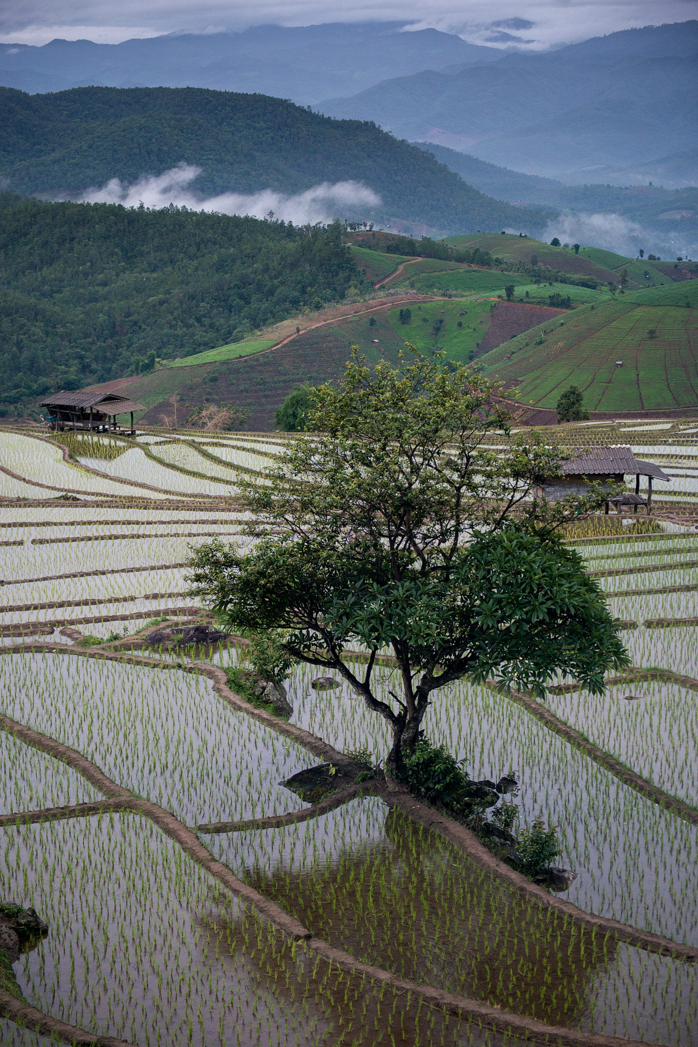 Nikon D800E sample photo. The rice terrace farm photography